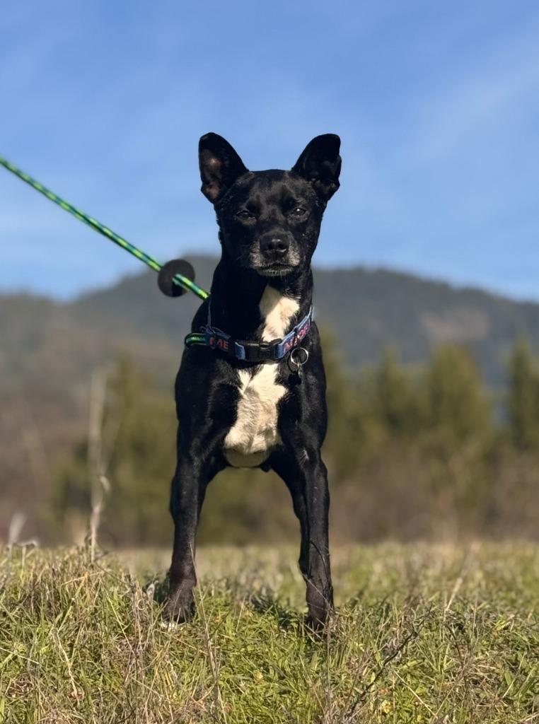 Enlarge Selma, a Adoptable Terrier in Grants Pass, OR image 2/3