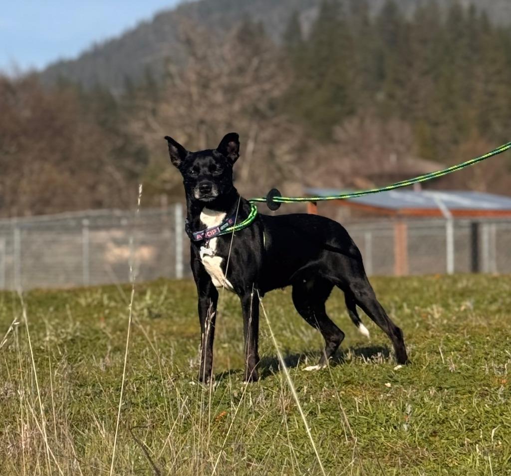 Enlarge Selma, a Adoptable Terrier in Grants Pass, OR image 3/3