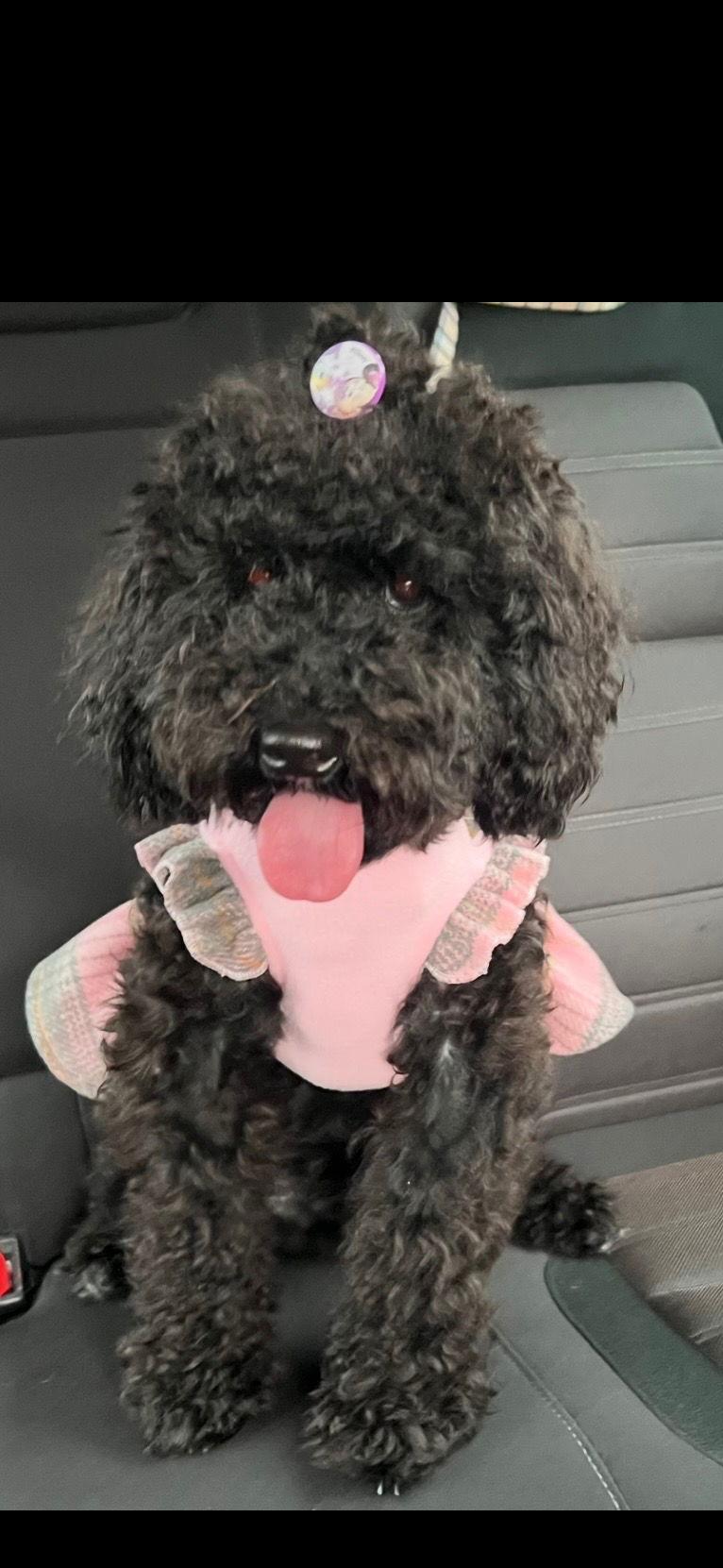 Enlarge Linda, a Adopted Poodle in Oakland Park, FL image 1/2