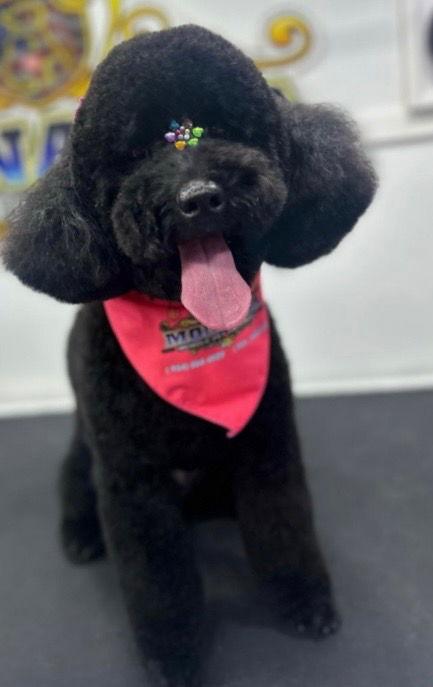 Enlarge Linda, a Adopted Poodle in Oakland Park, FL image 2/2