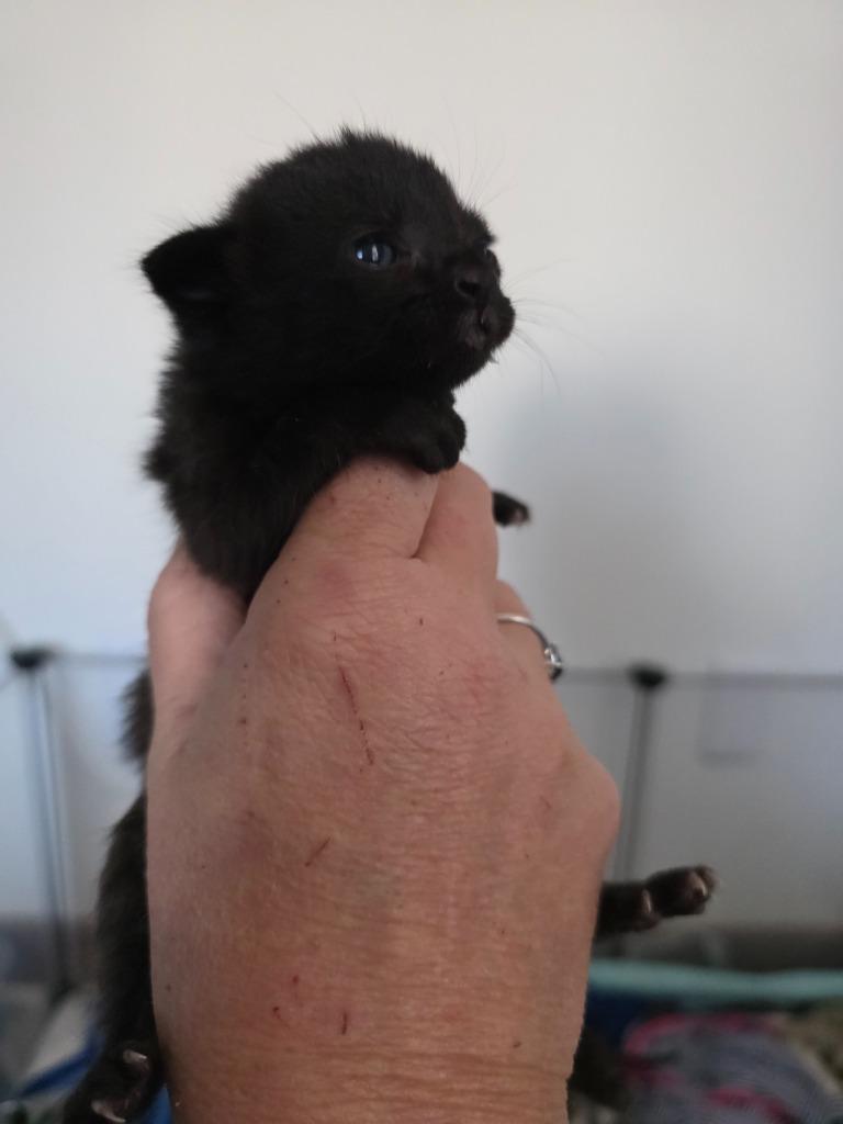 Tsuki, Adoptable, Kitten Male Domestic Short Hair.