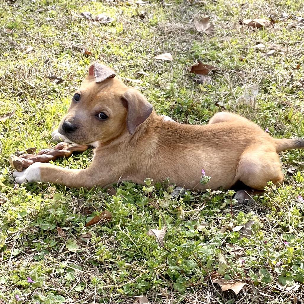 Obi-Wan, Adoptable, Young Male Cattle Dog & Mixed Breed.