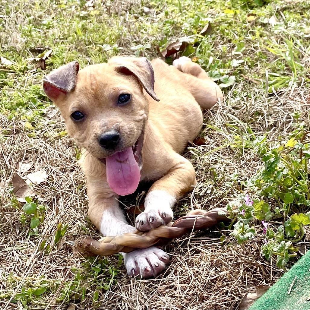 Enlarge Obi-Wan, a Adoptable mixed breed in Livingston, TX image 2/6