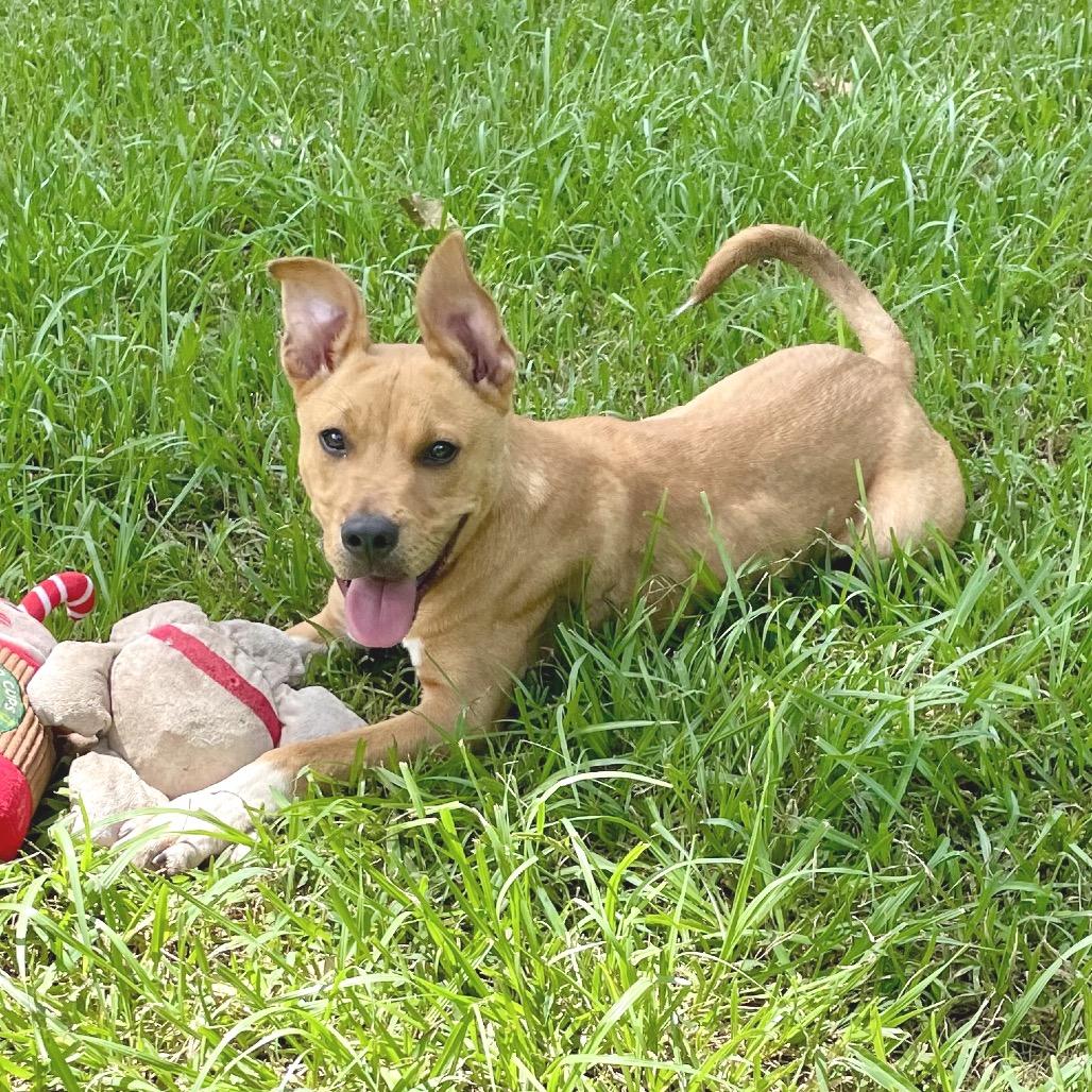 Enlarge Obi-Wan, a Adoptable mixed breed in Livingston, TX image 3/6