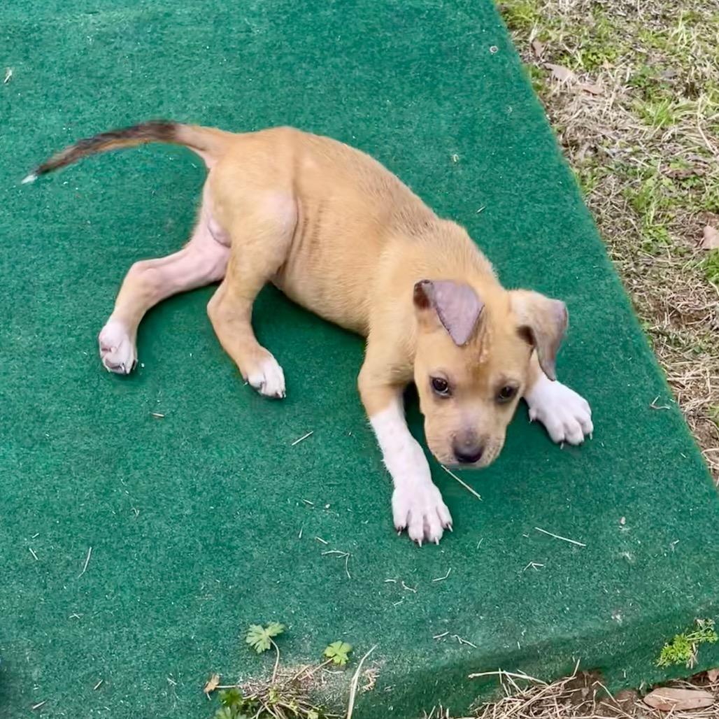 Enlarge Obi-Wan, a Adoptable mixed breed in Livingston, TX image 4/6
