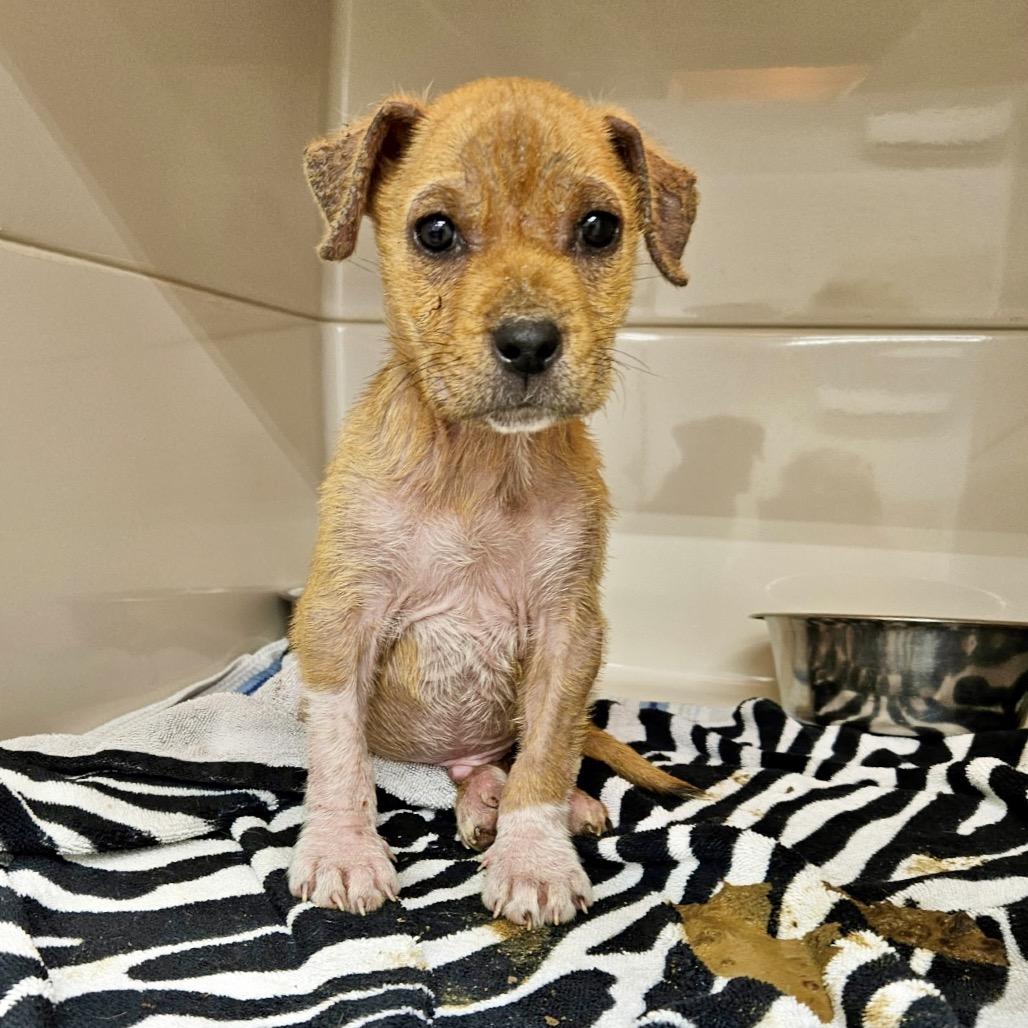 Enlarge Obi-Wan, a Adoptable mixed breed in Livingston, TX image 5/6