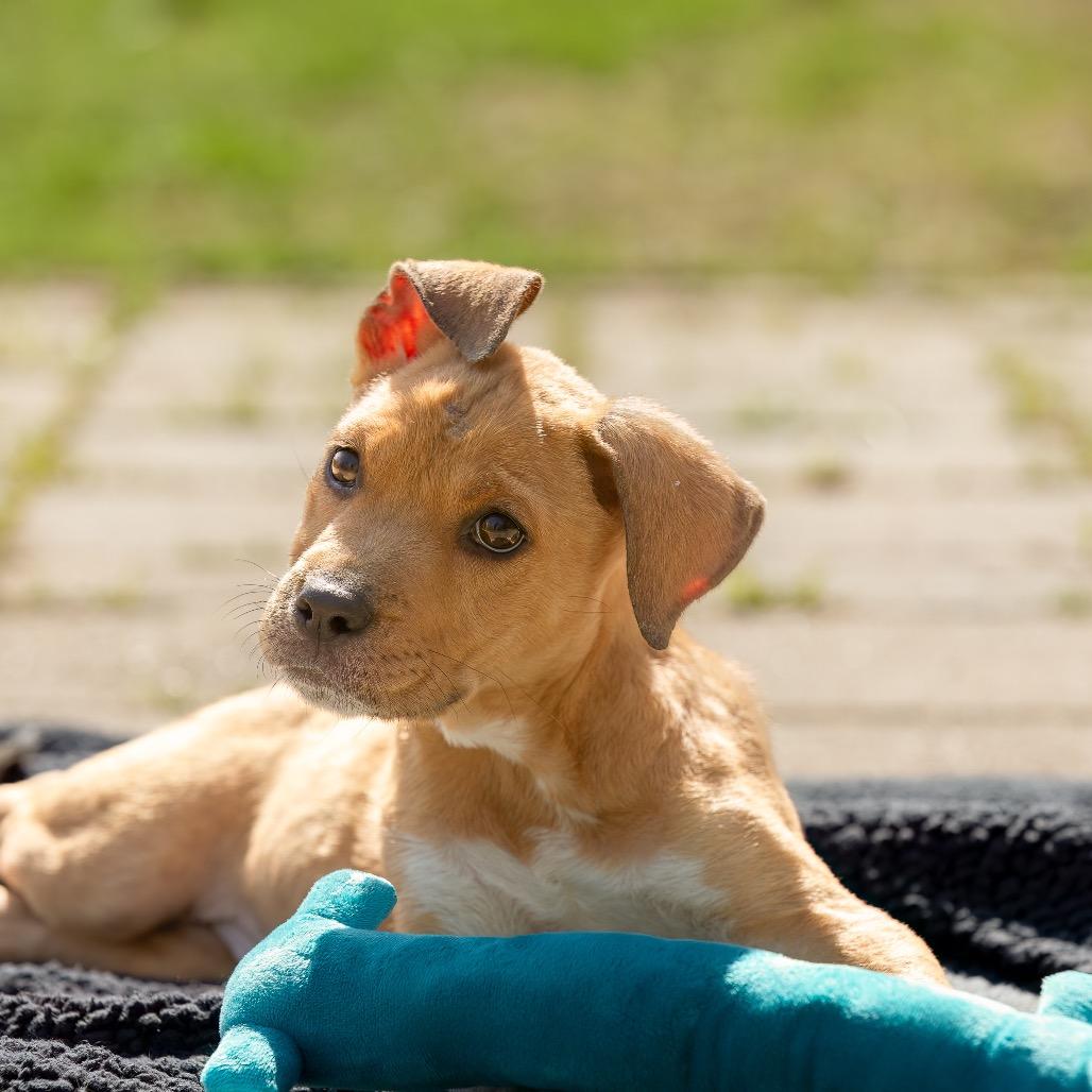 Enlarge Obi-Wan, a Adoptable mixed breed in Livingston, TX image 6/6