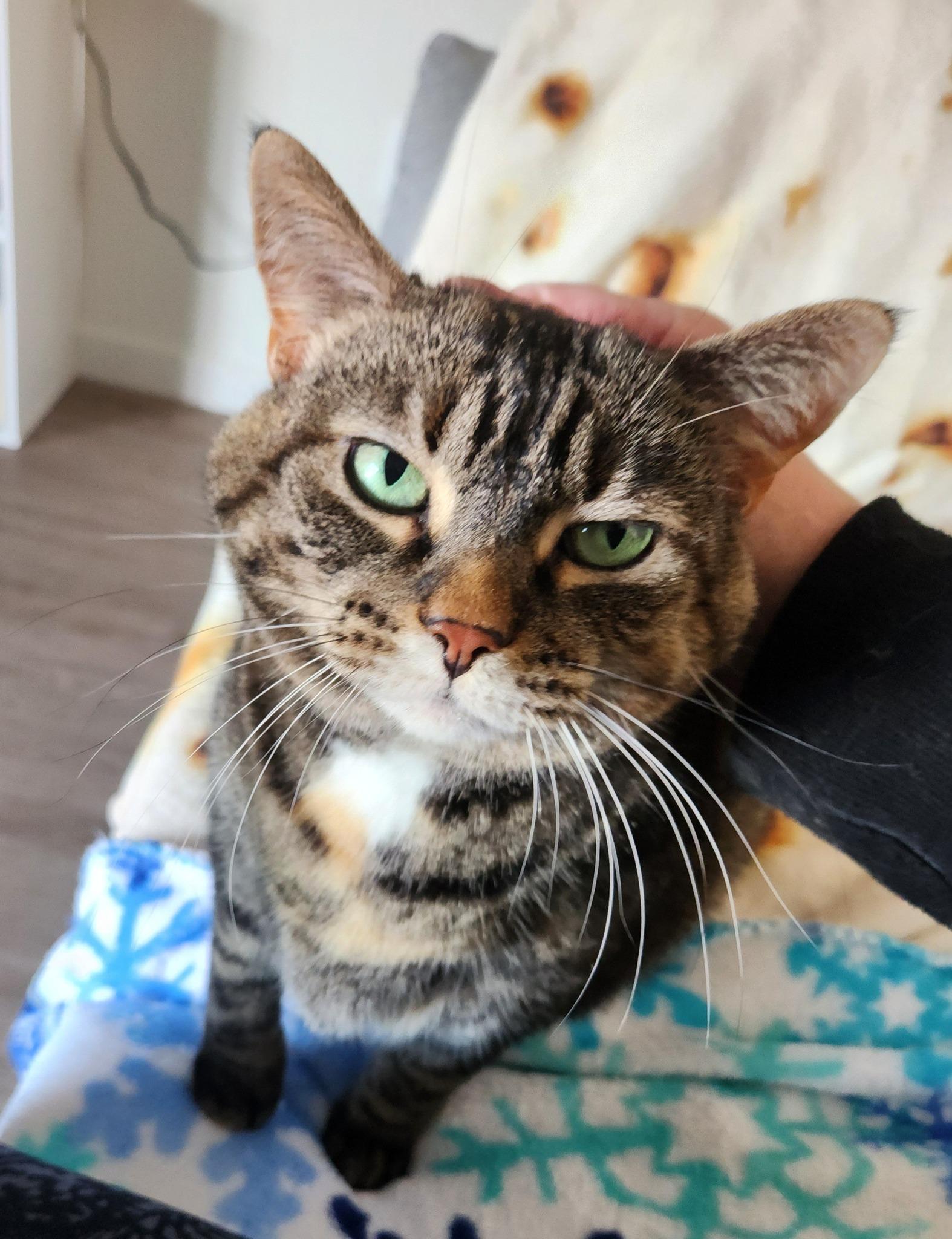 JERSEY, Adoptable, Senior Female Domestic Short Hair.