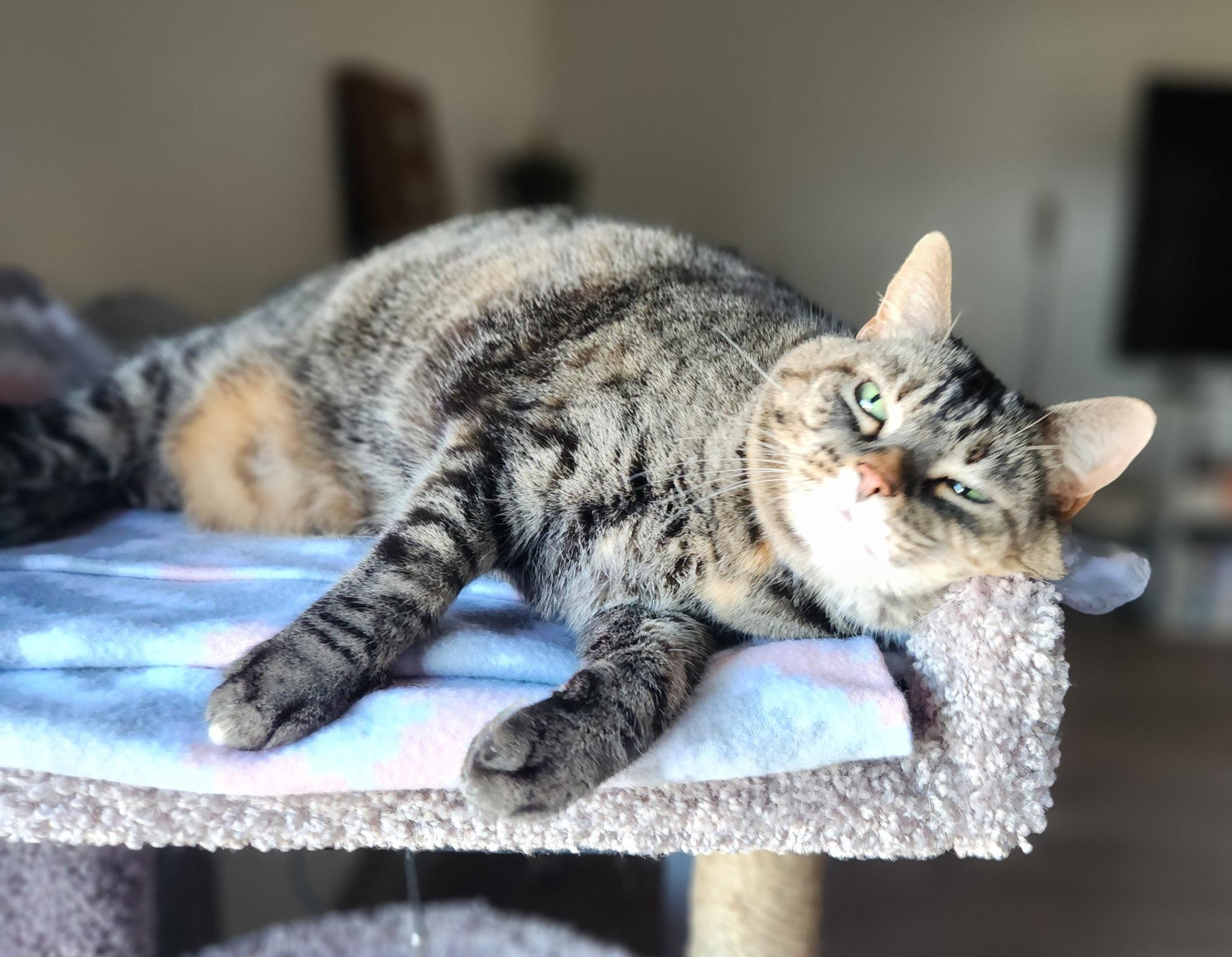 JERSEY, a Adoptable Domestic Short Hair in Grand Forks, ND image 3/5