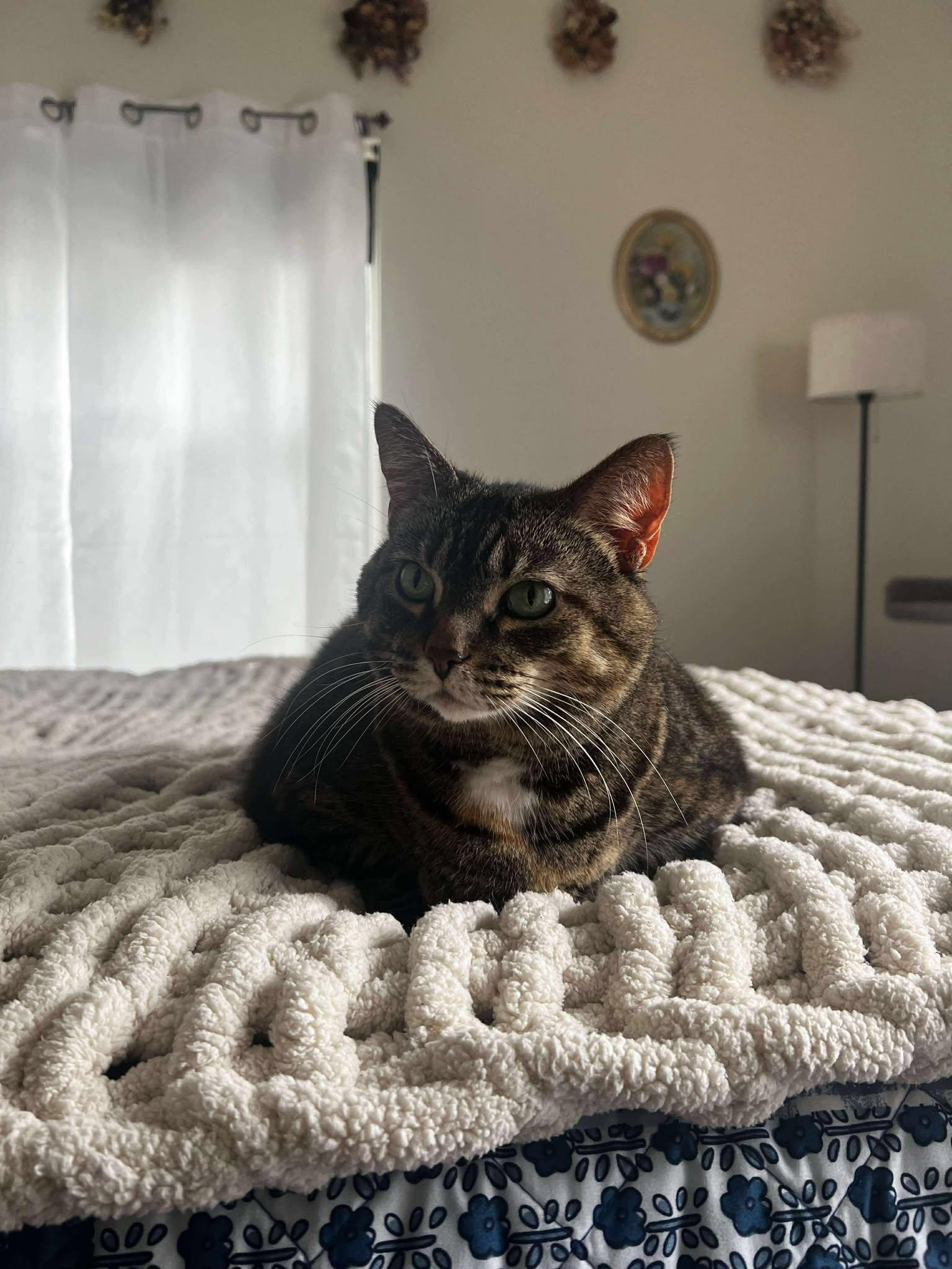 JERSEY, an adoptable Domestic Short Hair in Grand Forks, ND, 58203 | Photo Image 2