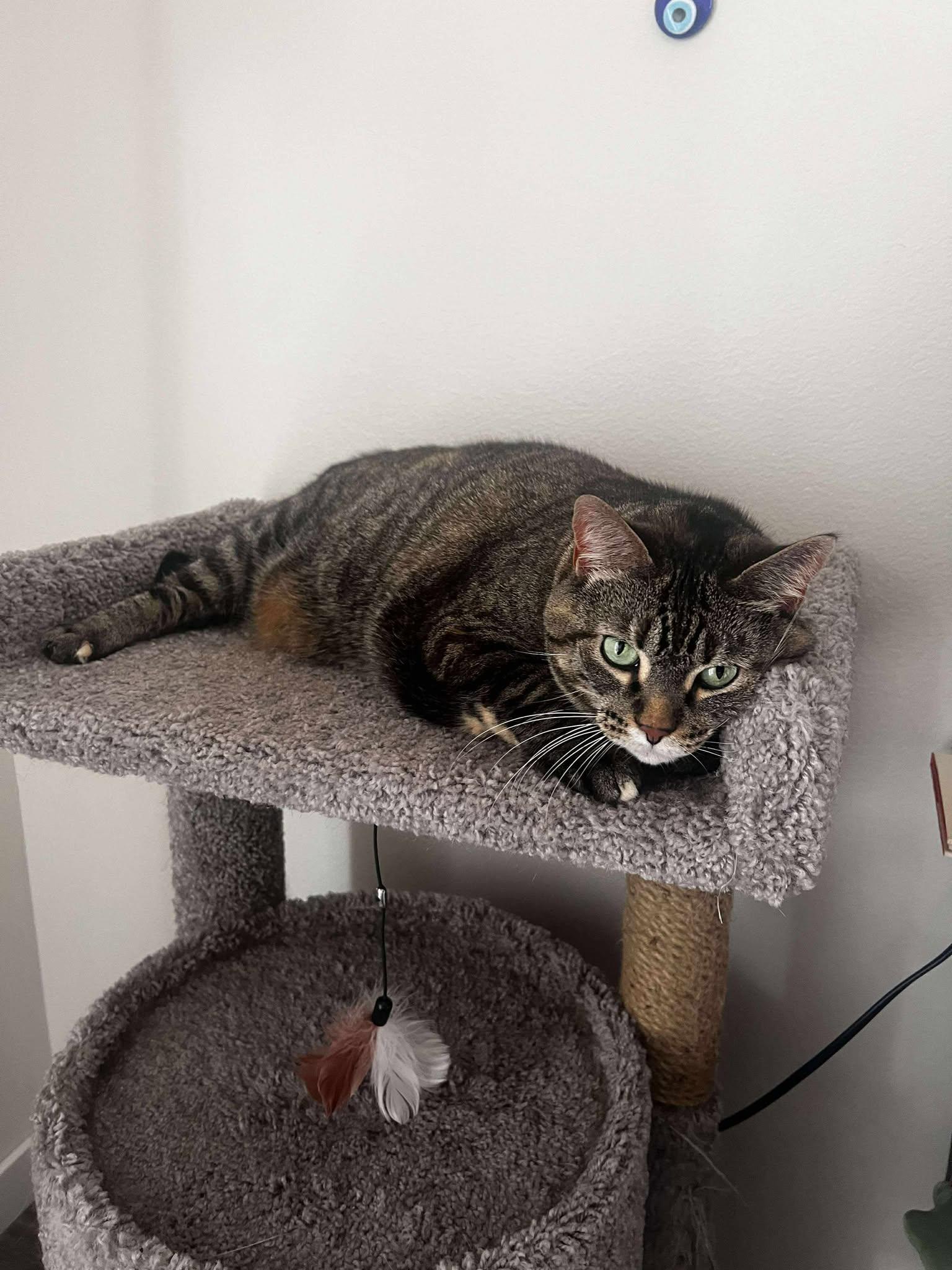 JERSEY, an adoptable Domestic Short Hair in Grand Forks, ND, 58203 | Photo Image 5