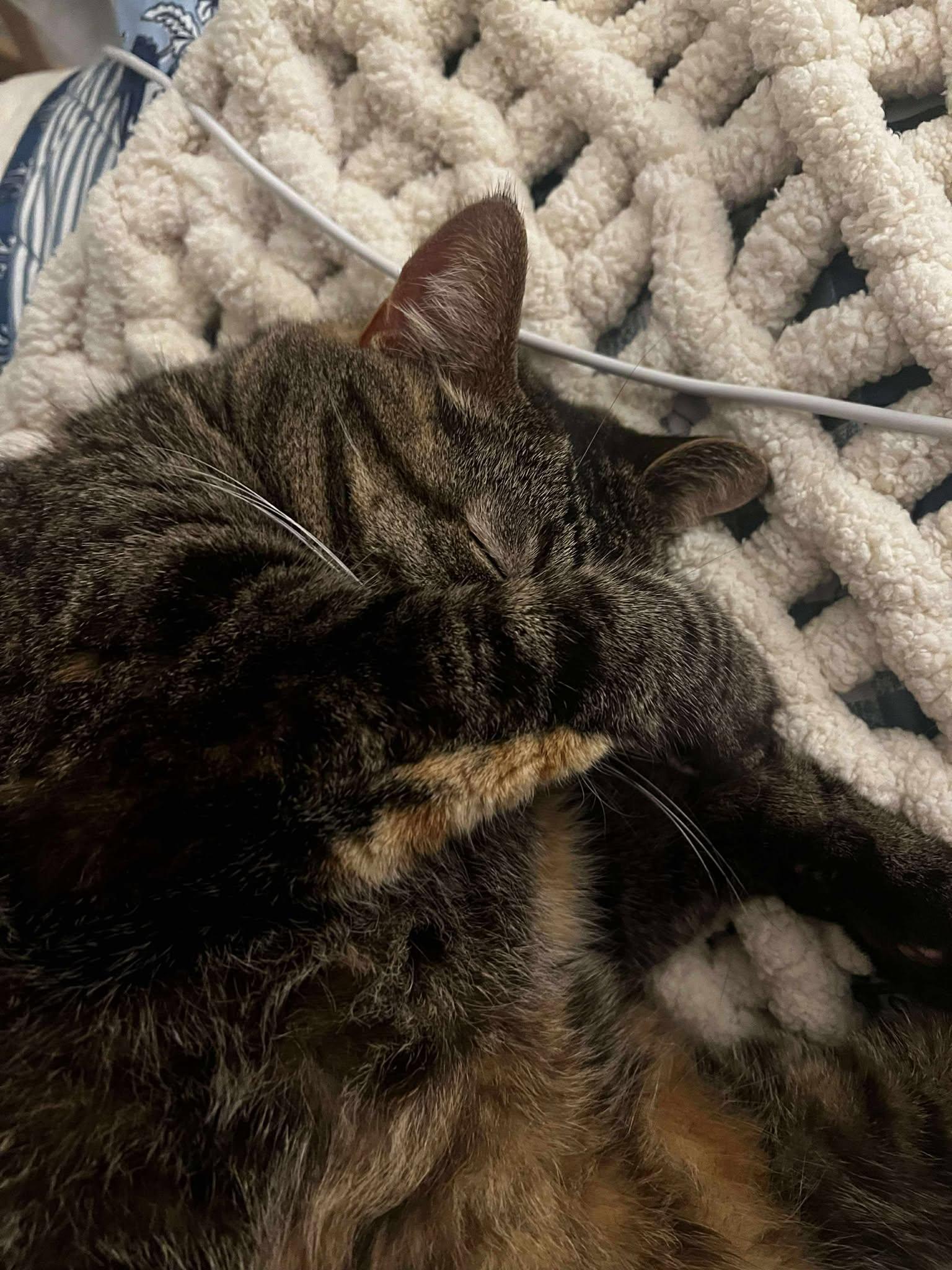 JERSEY, a Adoptable Domestic Short Hair in Grand Forks, ND image 4/5