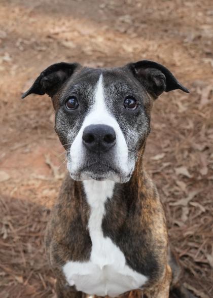 Clairette 60383, Adoptable, Adult Female Boxer & Mixed Breed.