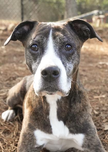 Enlarge Clairette 60383, a Adoptable mixed breed in Aiken, SC image 2/3