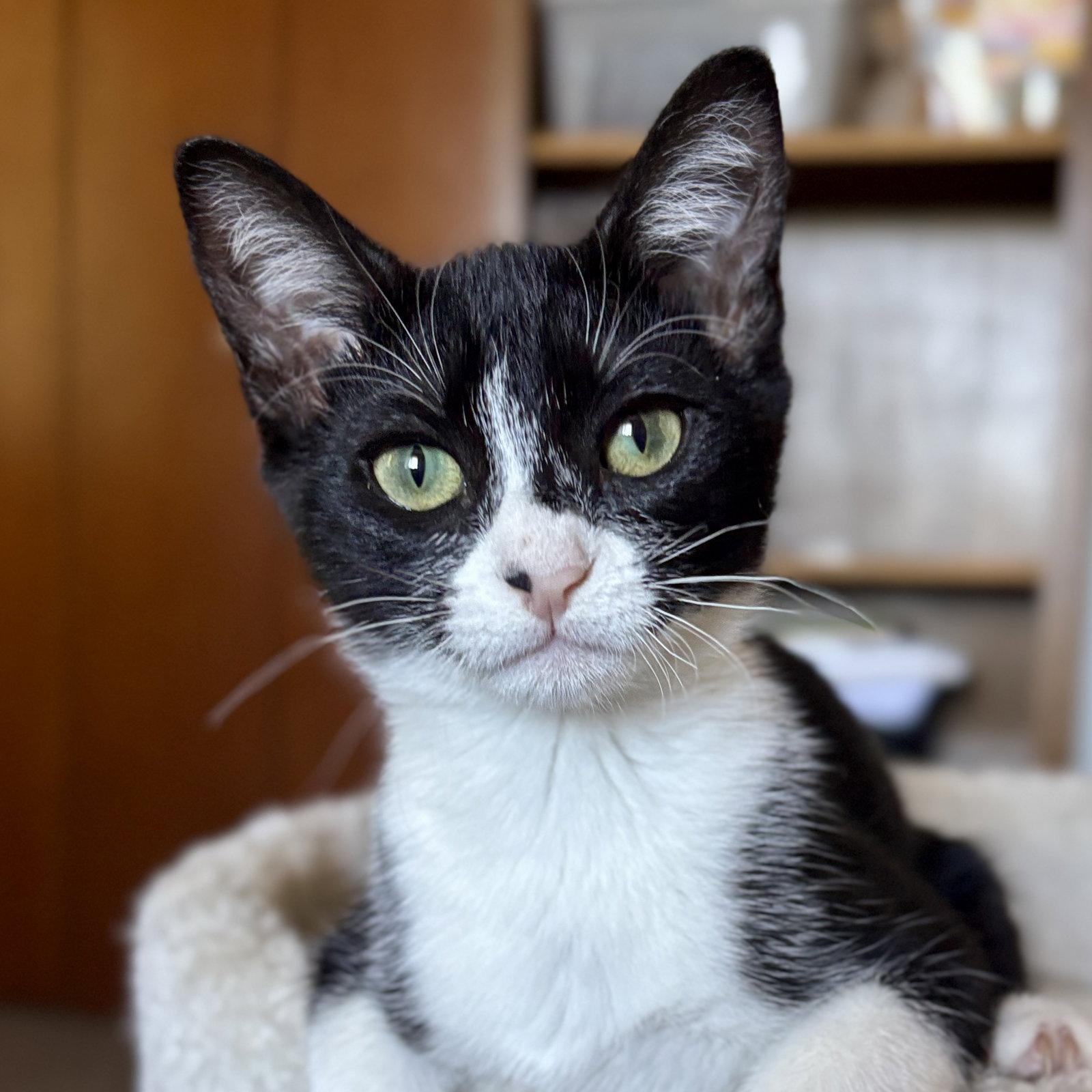 Galaxy, Adoptable, Kitten Female Domestic Short Hair.