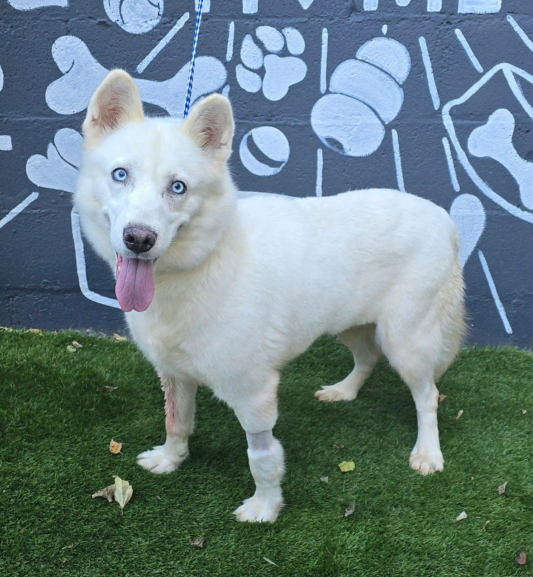 Enlarge Jill, a Adoptable mixed breed in Newport, TN image 3/4