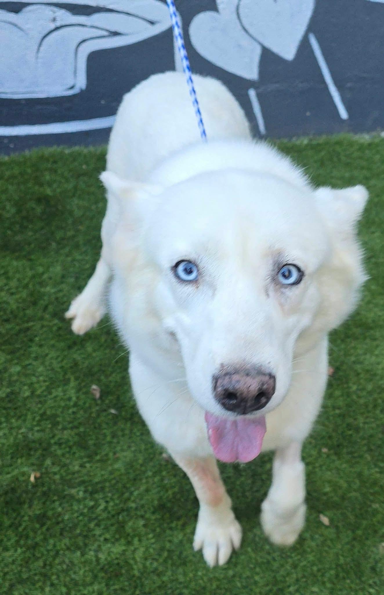 Enlarge Jill, a Adoptable mixed breed in Newport, TN image 4/4