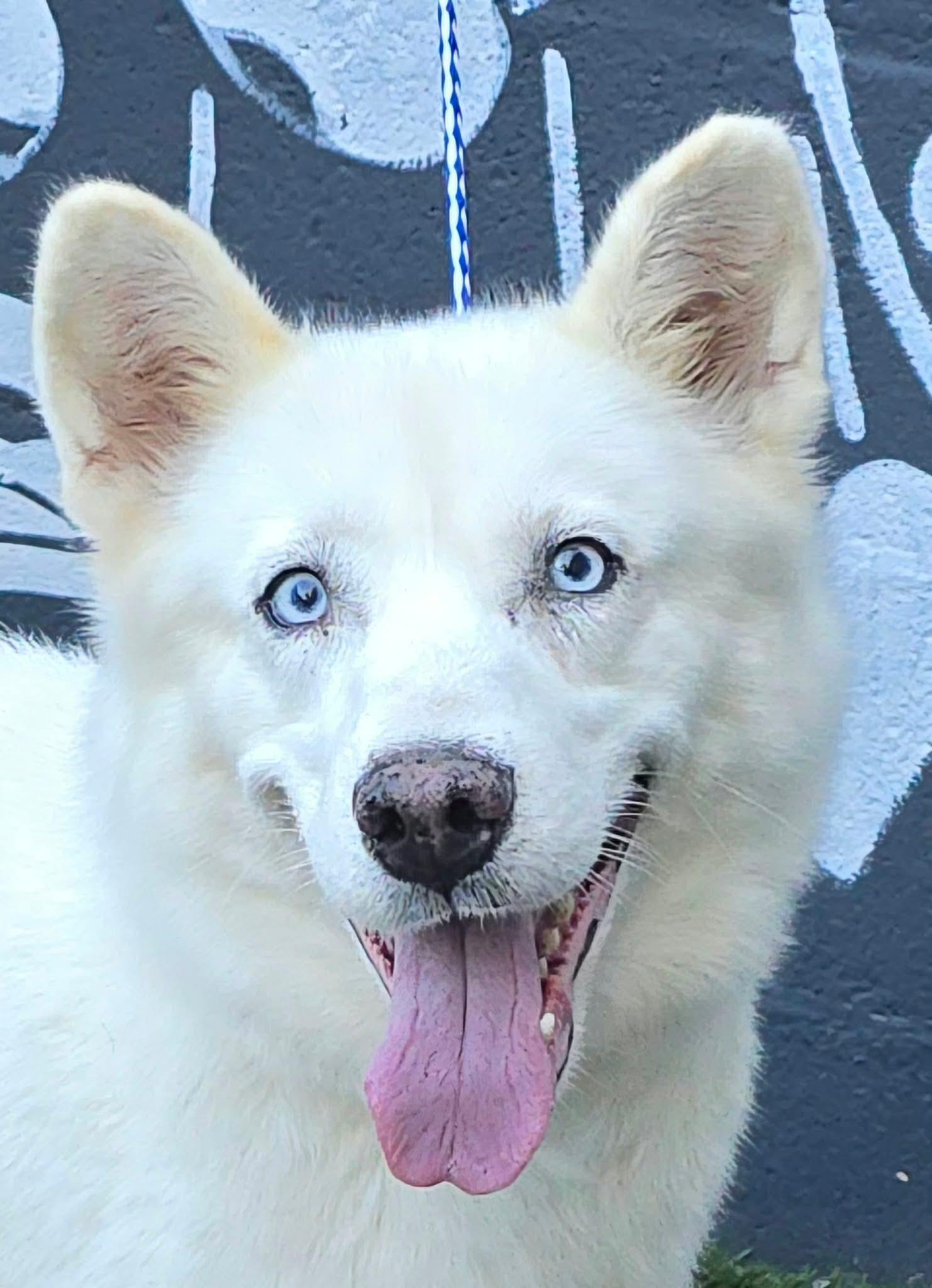Jill, Adoptable, Young Female Husky.