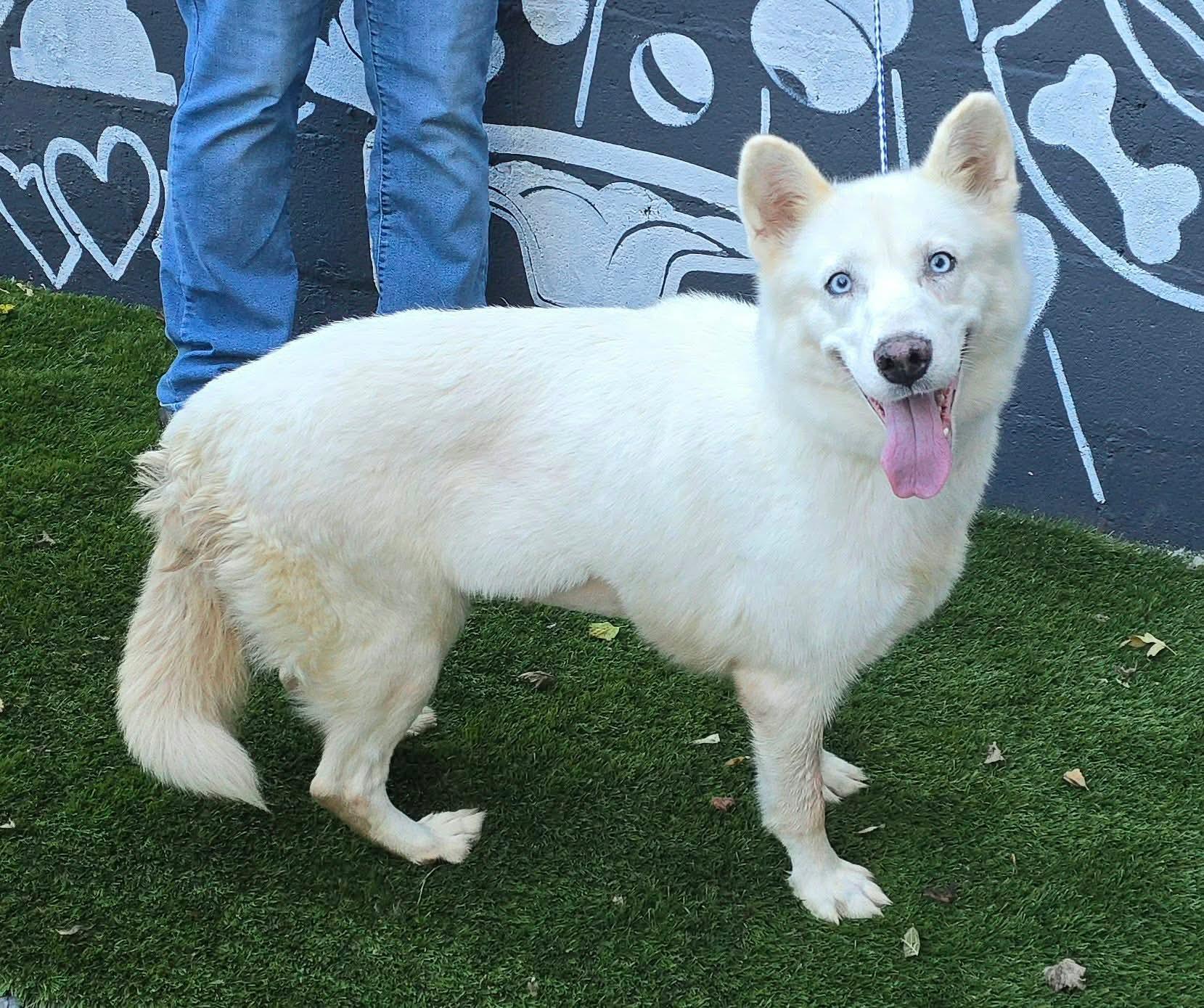 Enlarge Jill, a Adoptable mixed breed in Newport, TN image 2/4