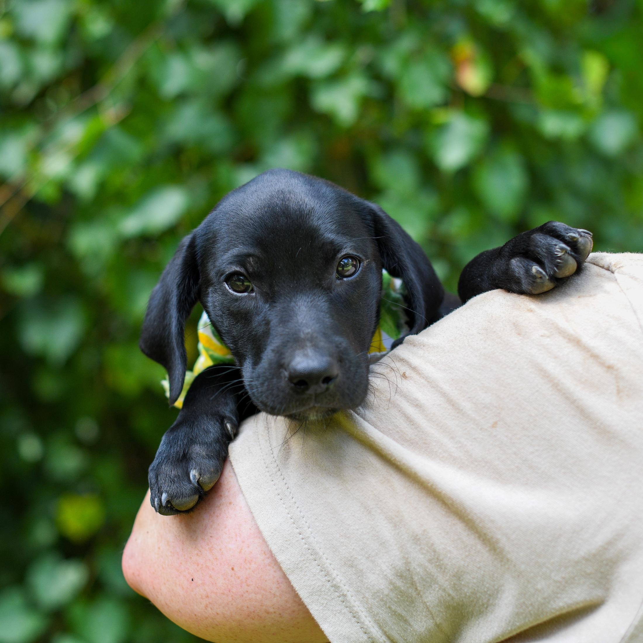 Candy, a Adoptable Mixed Breed in Argyle, NY image 2/3