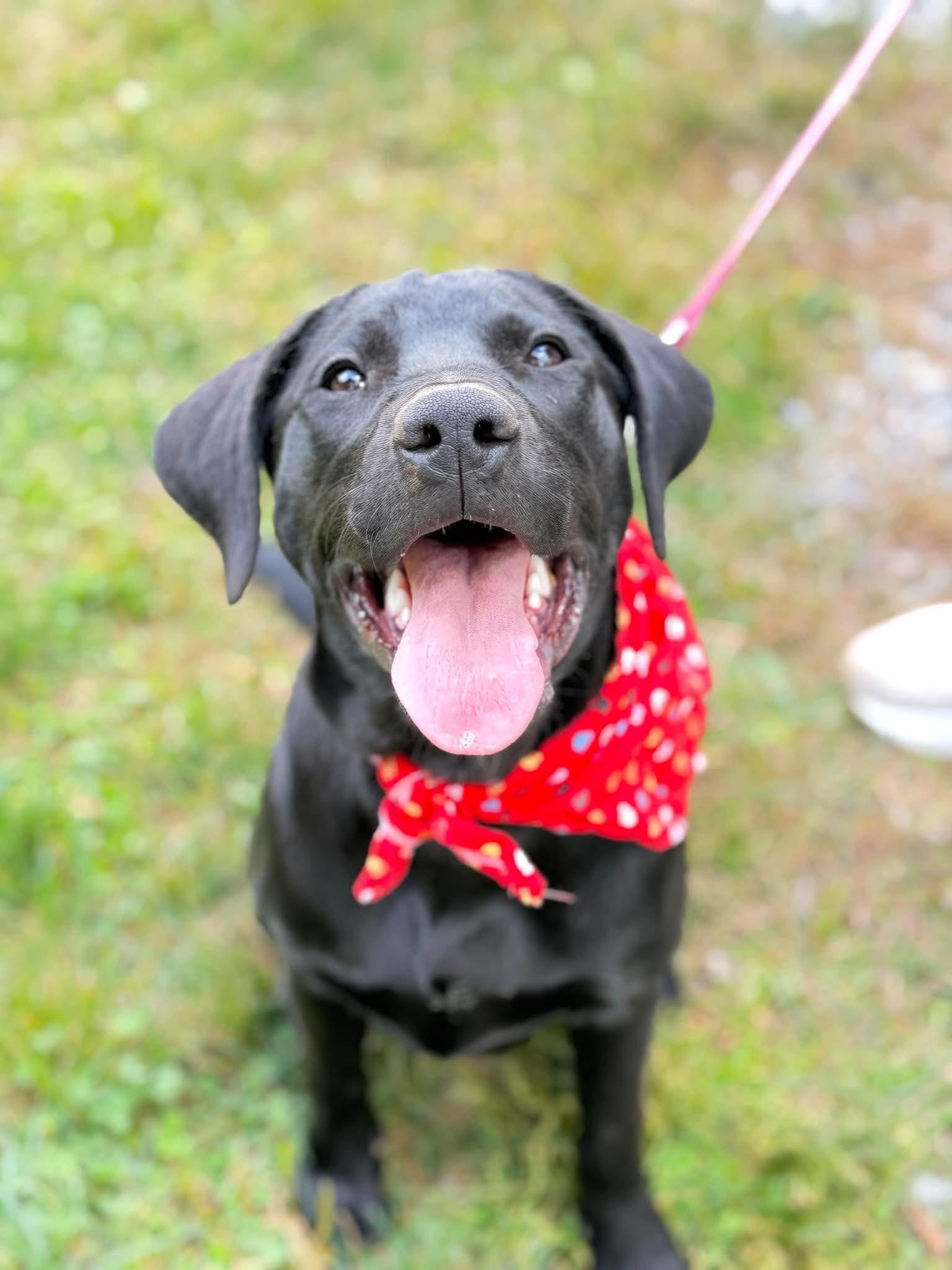 Enlarge Candy, a Adoptable mixed breed in Argyle, NY image 6/6