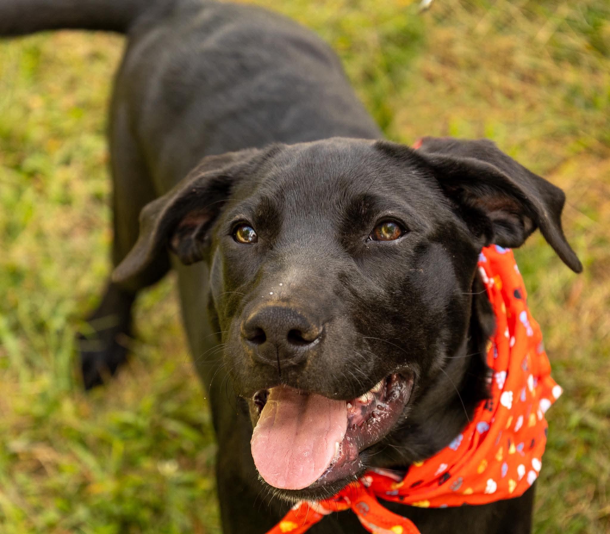 Enlarge Candy, a Adoptable mixed breed in Argyle, NY image 2/6