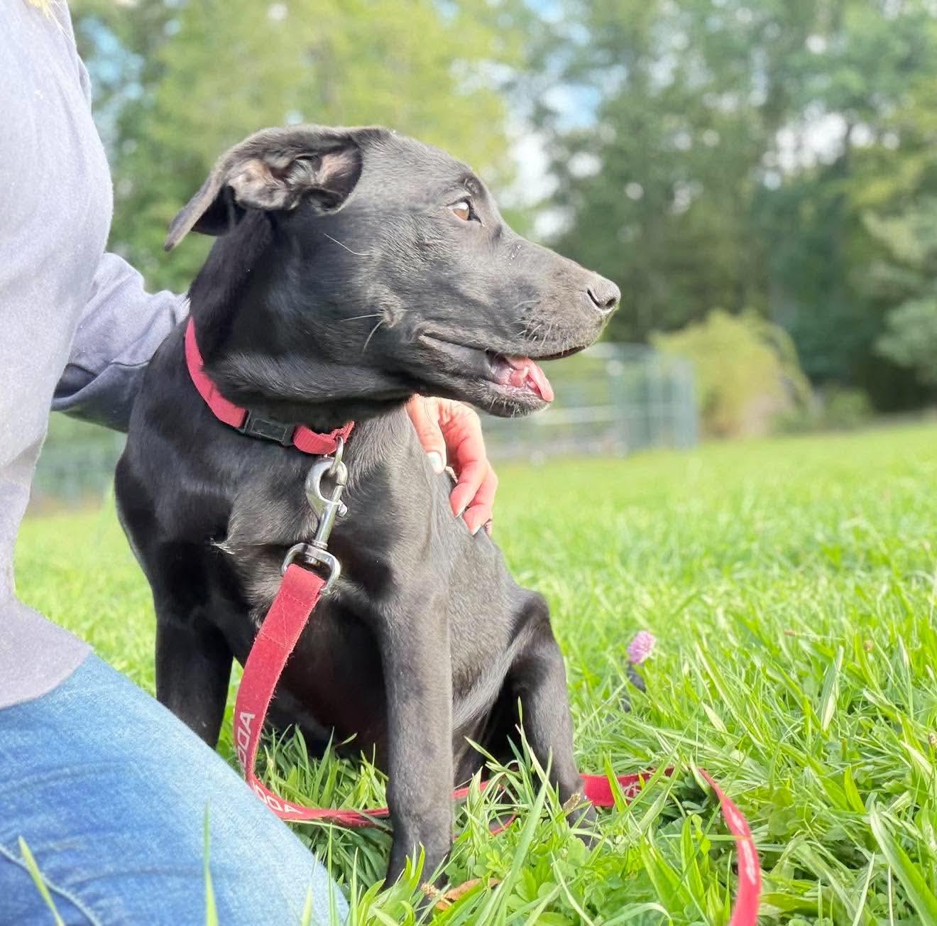 Enlarge Candy, a Adoptable mixed breed in Argyle, NY image 5/6