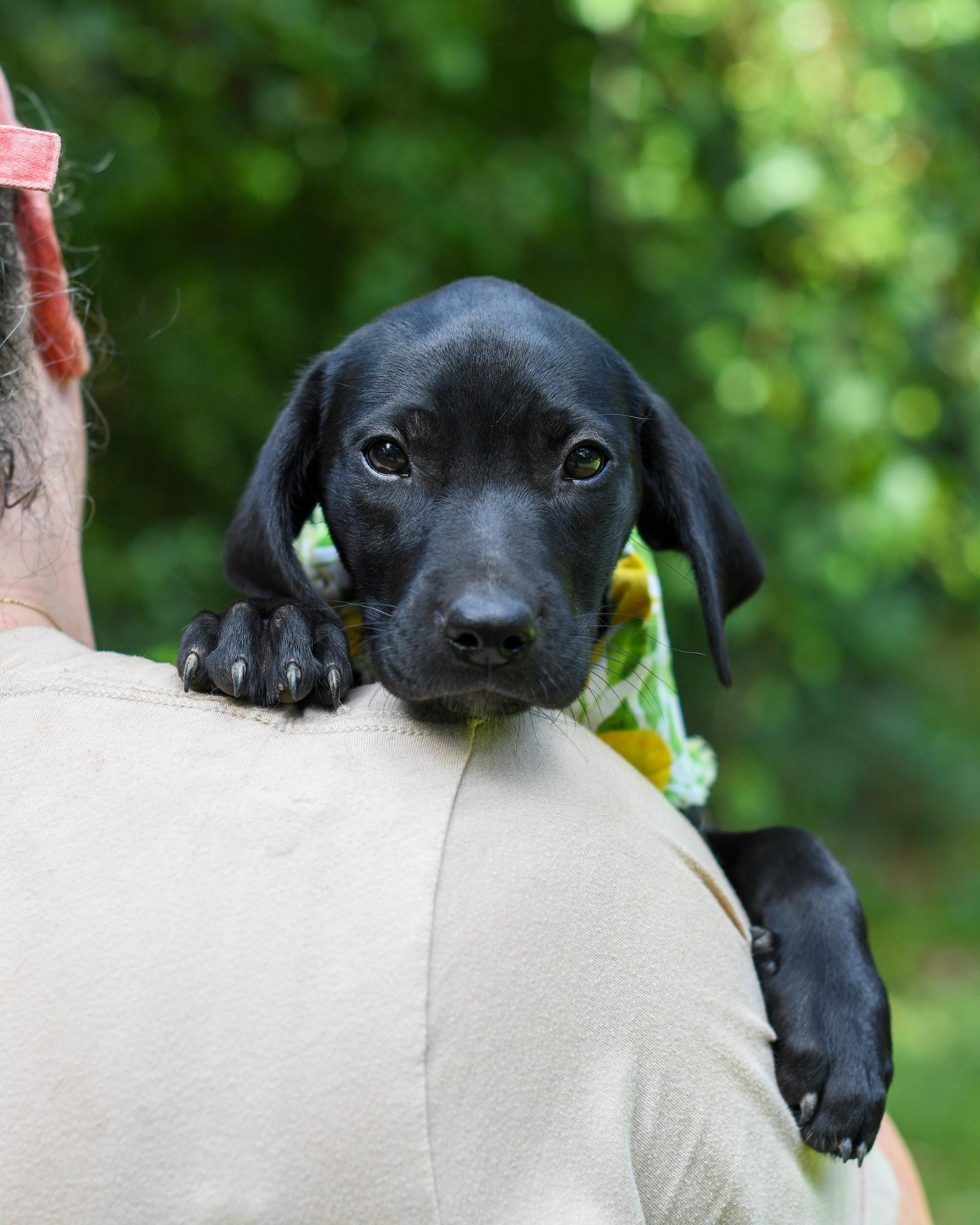 Candy, a Adoptable Mixed Breed in Argyle, NY image 3/3