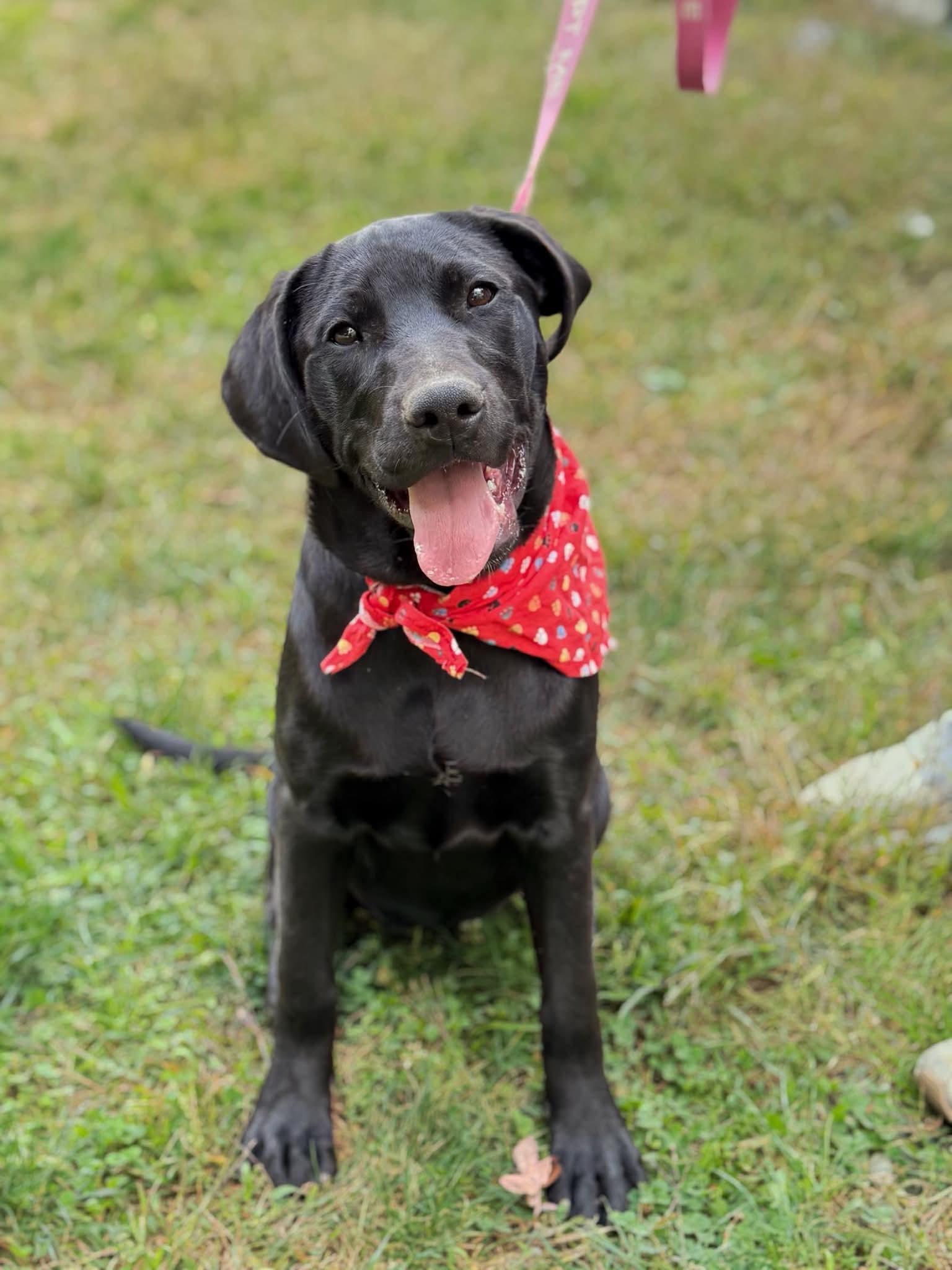 Candy, Adoptable, Puppy Female Labrador Retriever.
