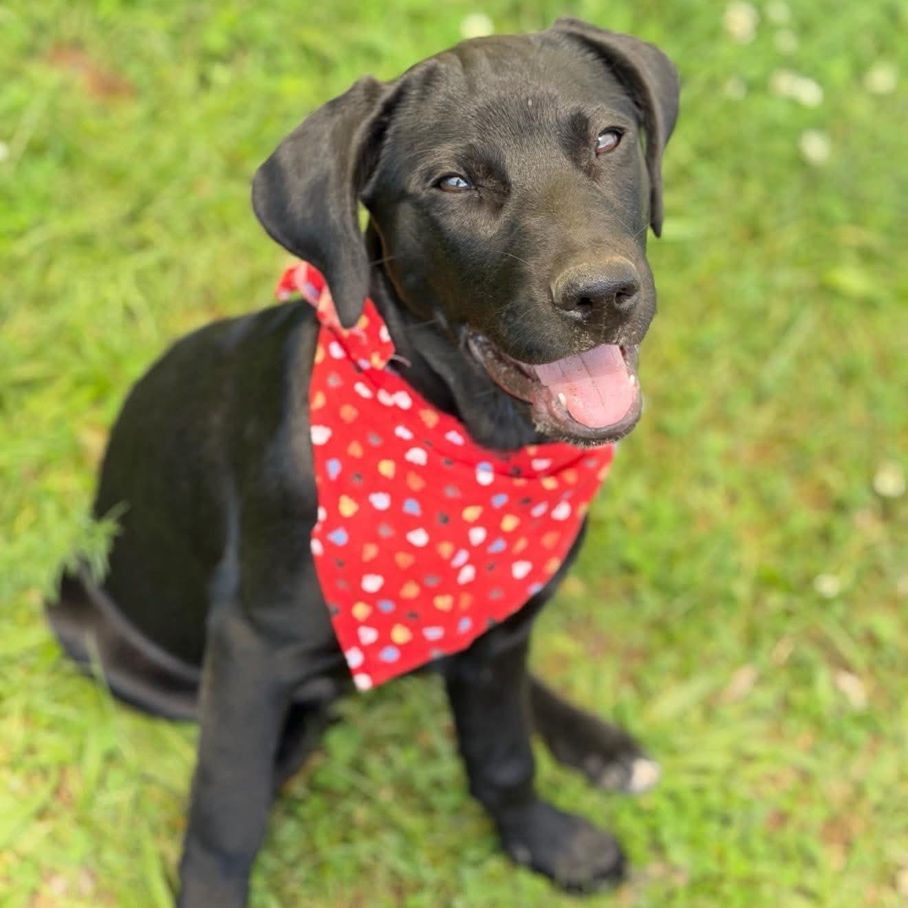 Candy, Adoptable, Puppy Female Mixed Breed.