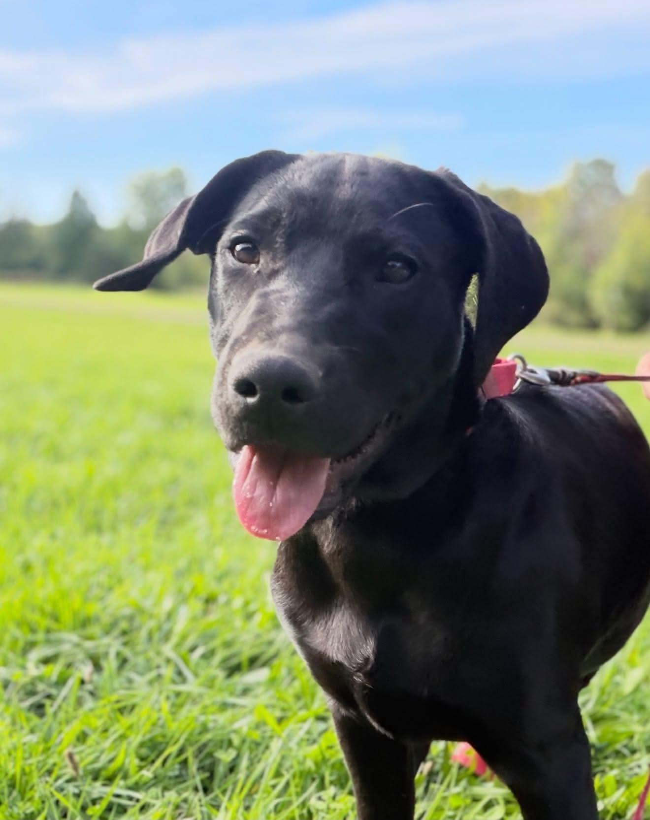 Enlarge Candy, a Adoptable mixed breed in Argyle, NY image 4/6