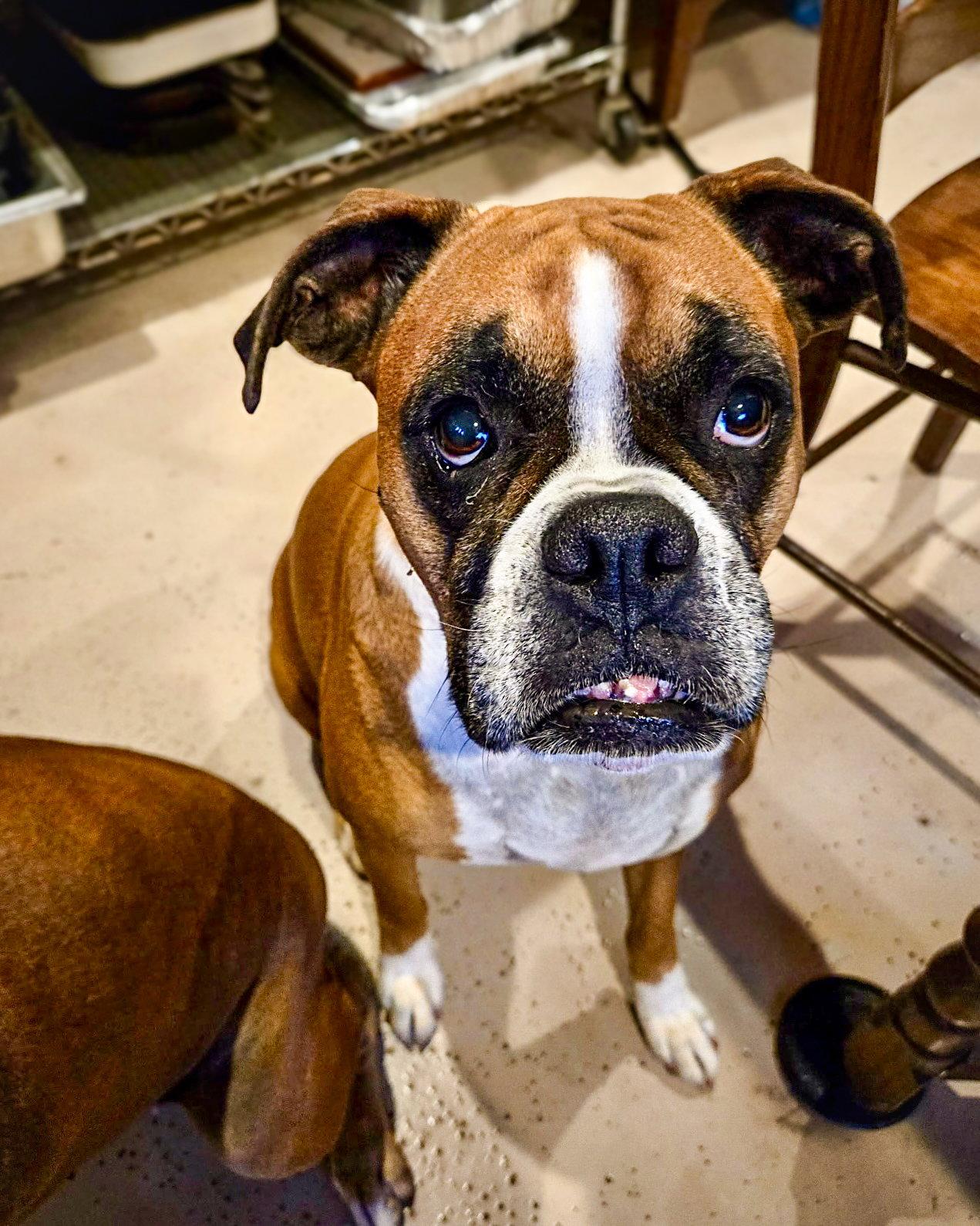 Sophie, Adoptable, Adult Female Boxer.
