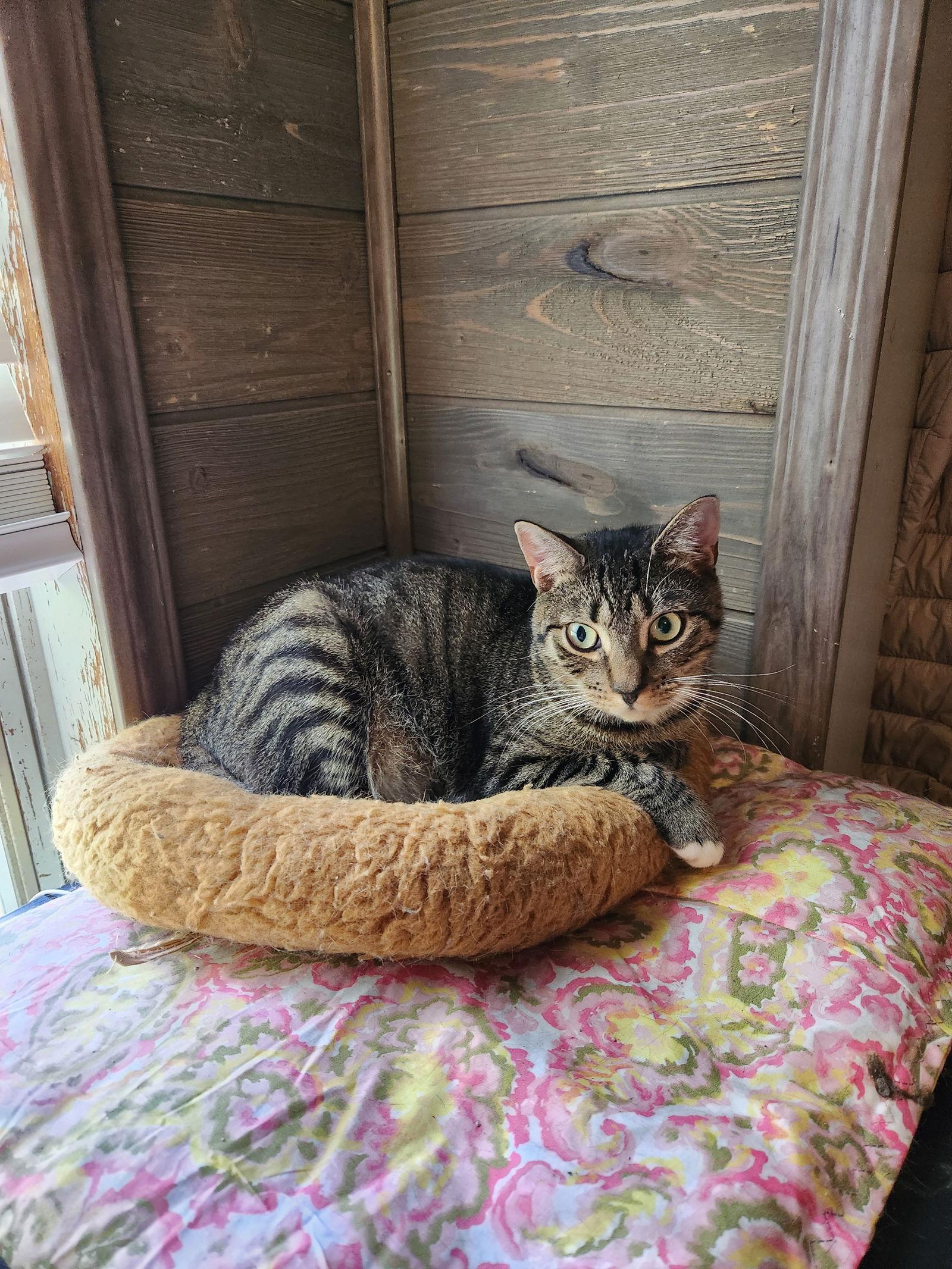 Yara   (24-097), Adoptable, Adult Female Domestic Short Hair.