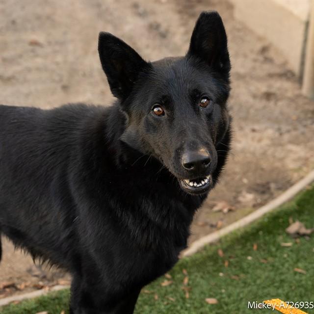 Enlarge MICKEY, a Adoptable German Shepherd Dog in Sacramento, CA image 1/1