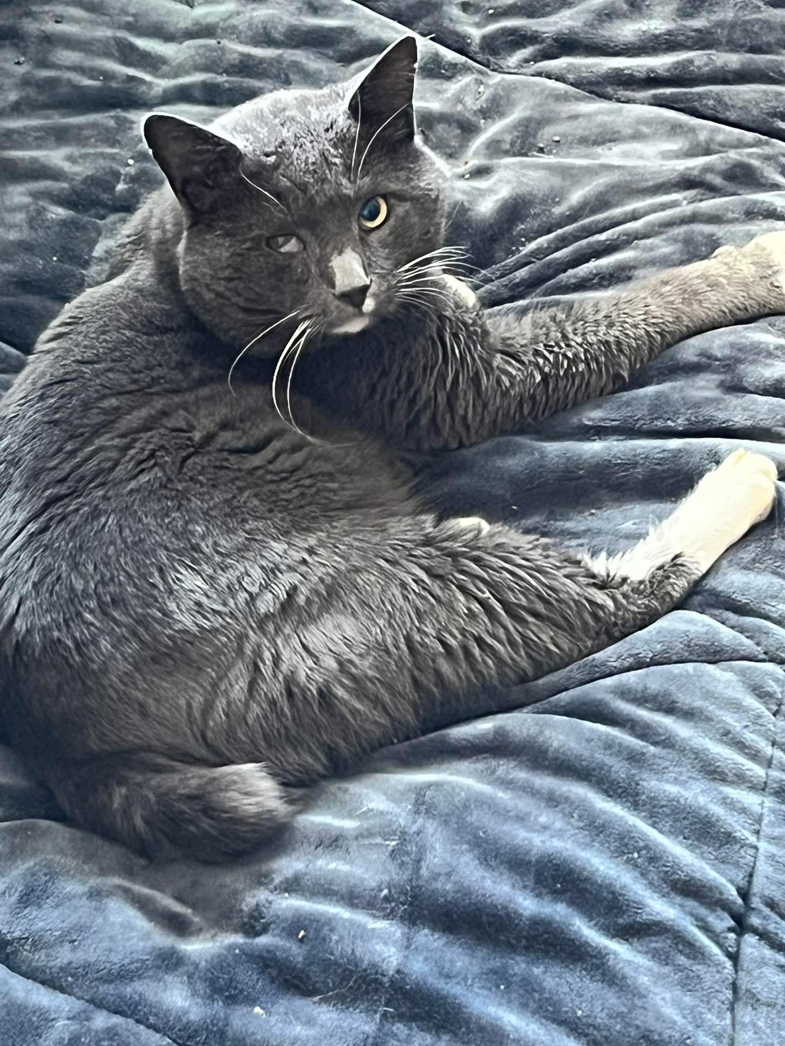 Enlarge Benny, a ADOPTABLE Domestic Short Hair in Monroeville, PA image 1/1