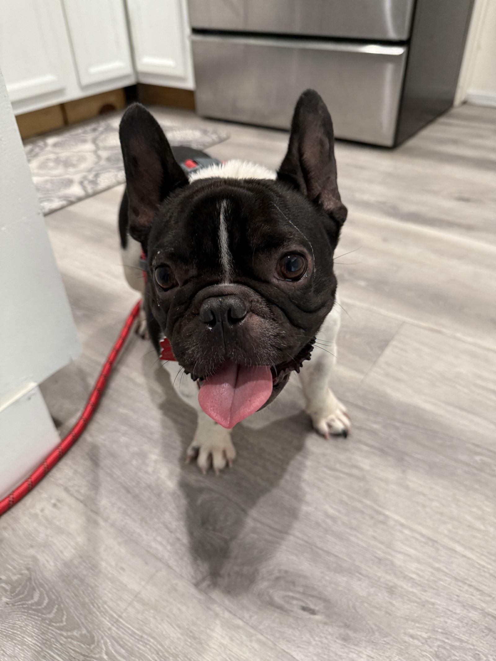 Dexter, Adopted, Adult Male French Bulldog.