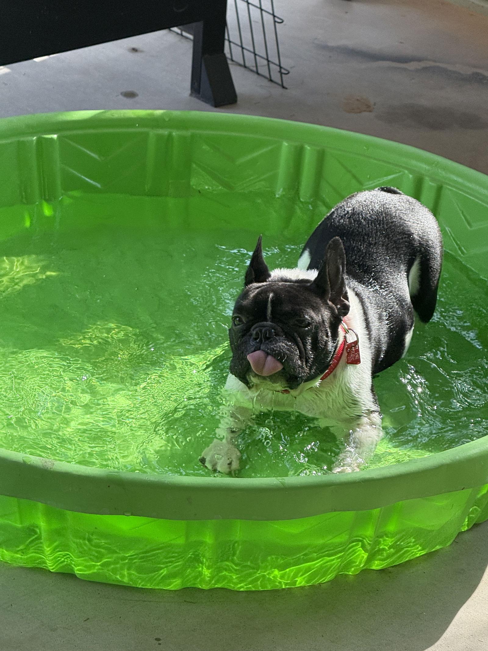 Enlarge Dexter, a Adopted French Bulldog in Scottsdale, AZ image 2/3