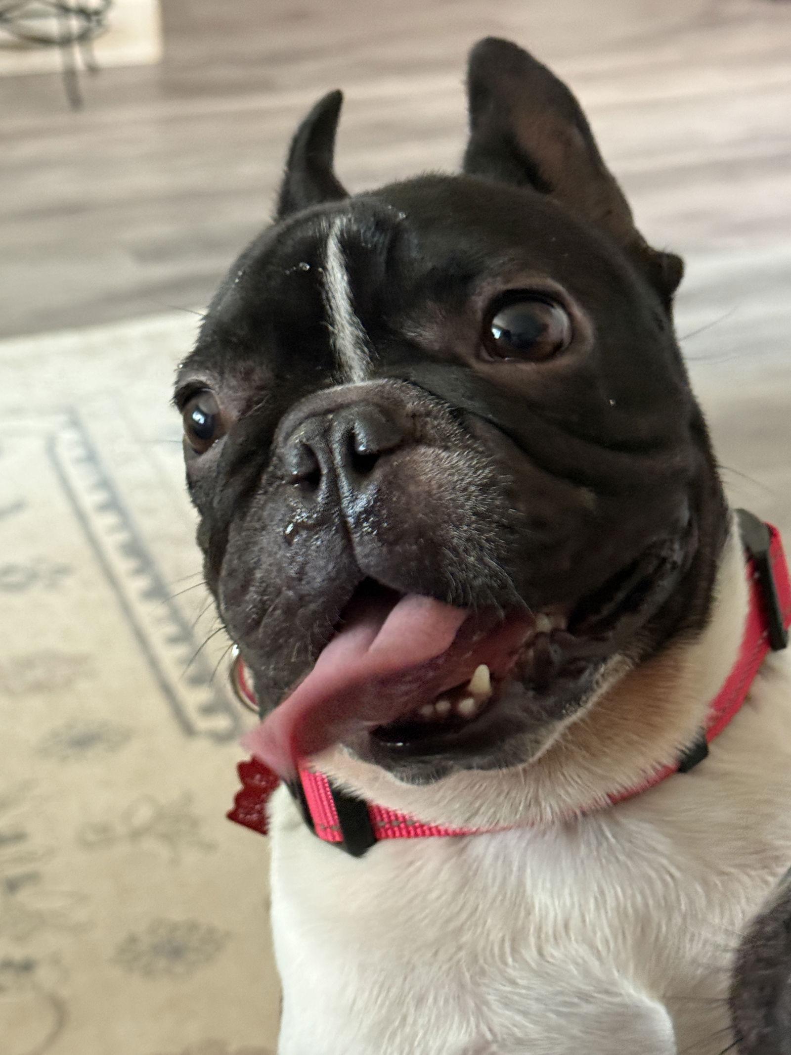 Enlarge Dexter, a Adopted French Bulldog in Scottsdale, AZ image 3/3
