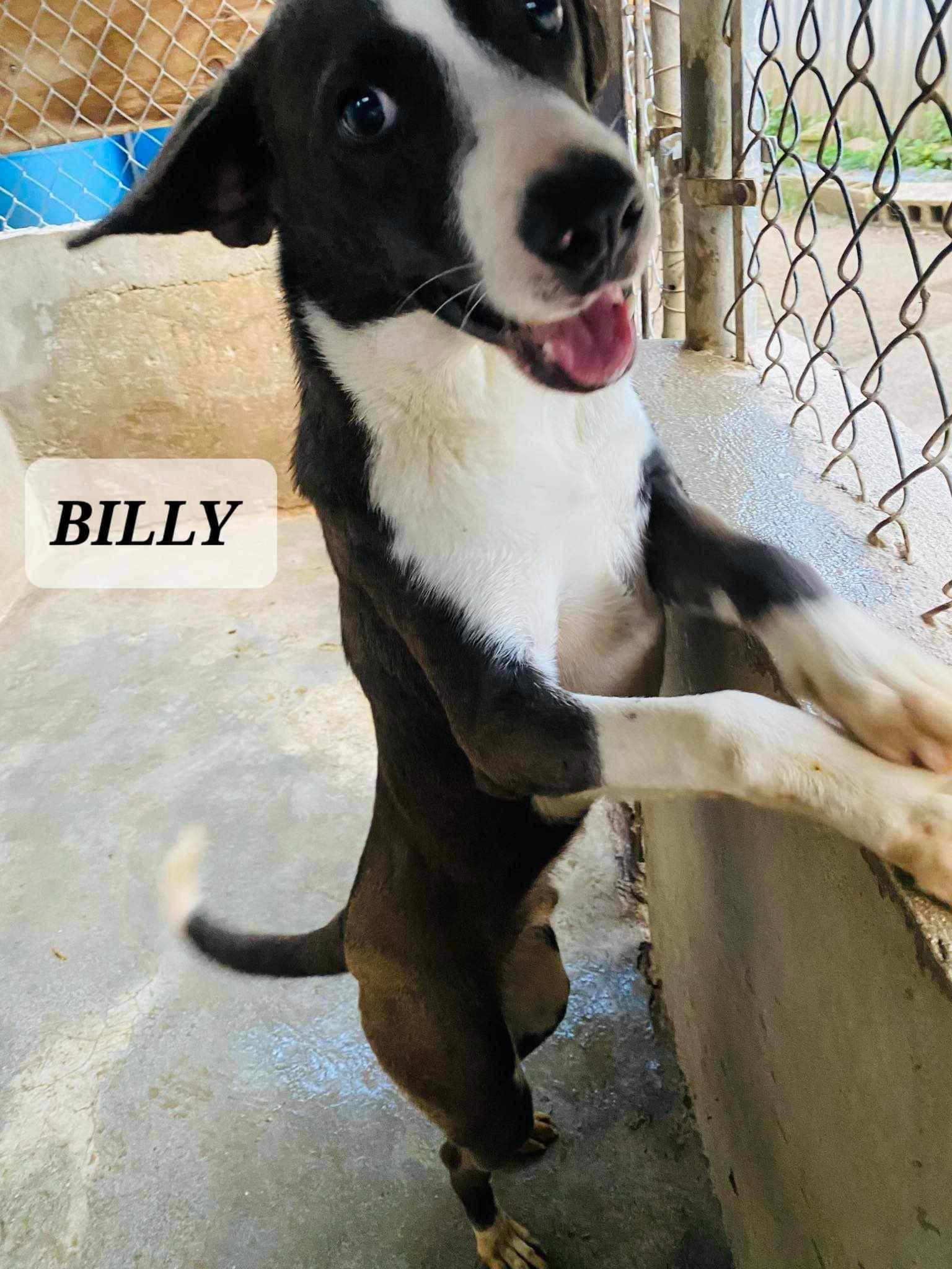 Billy
