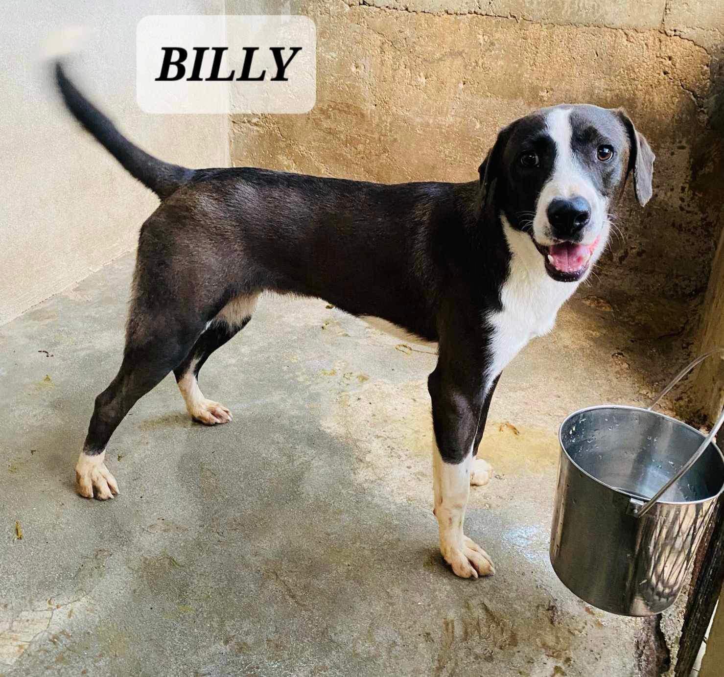 Billy