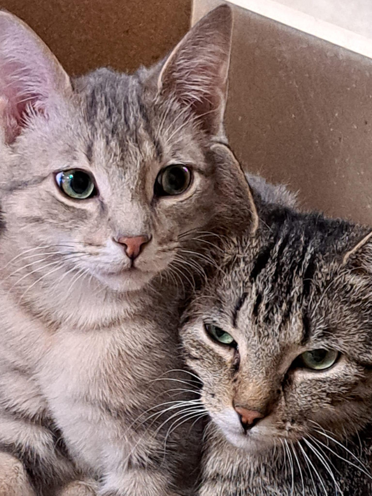 Enlarge Evie, an adopted mixed breed in Brampton, ON image 5/6