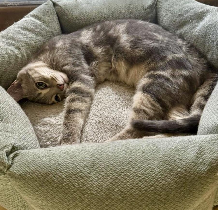 Enlarge Evie, an adopted mixed breed in Brampton, ON image 3/6