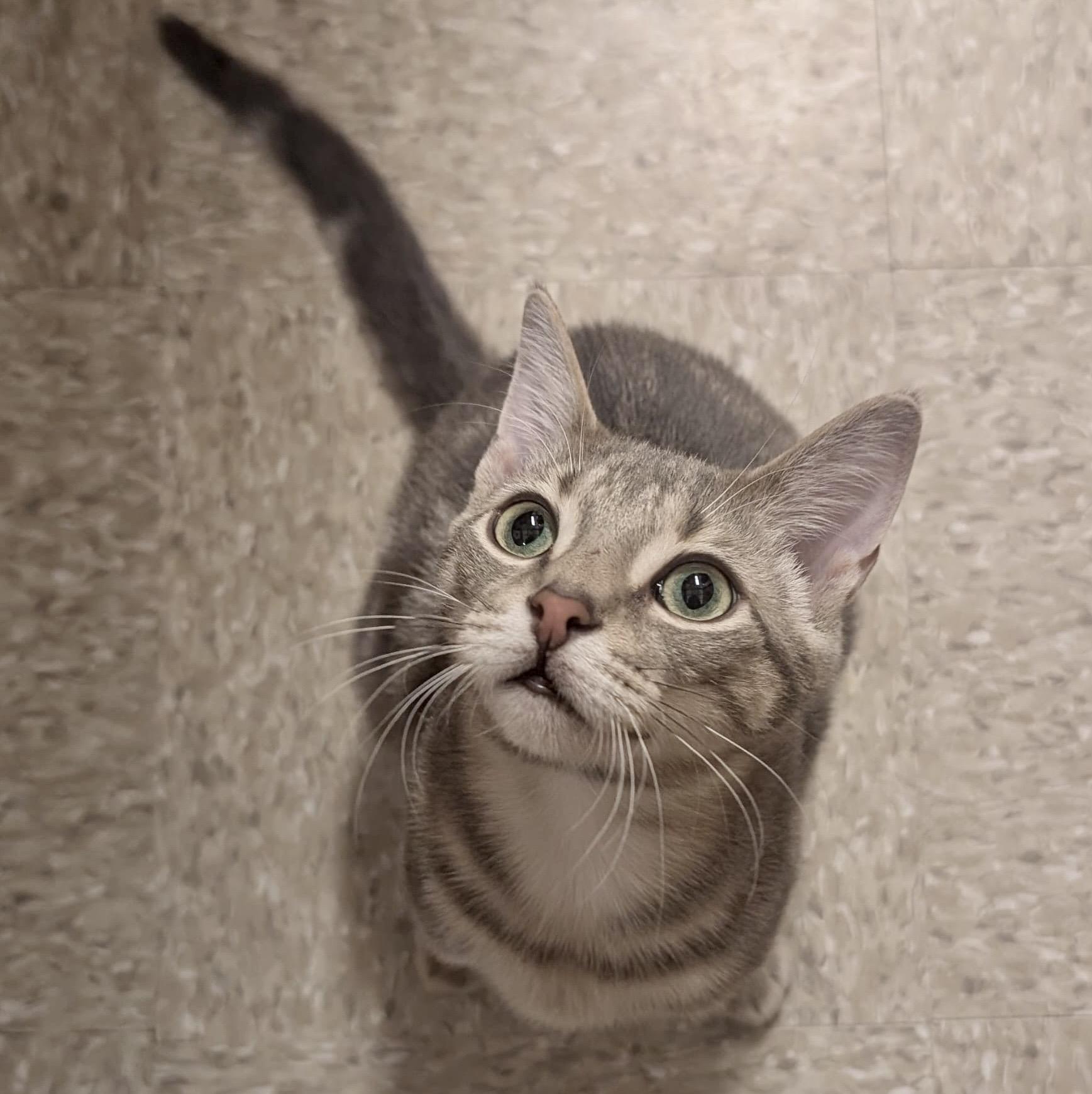 Enlarge Evie, an adopted mixed breed in Brampton, ON image 2/6