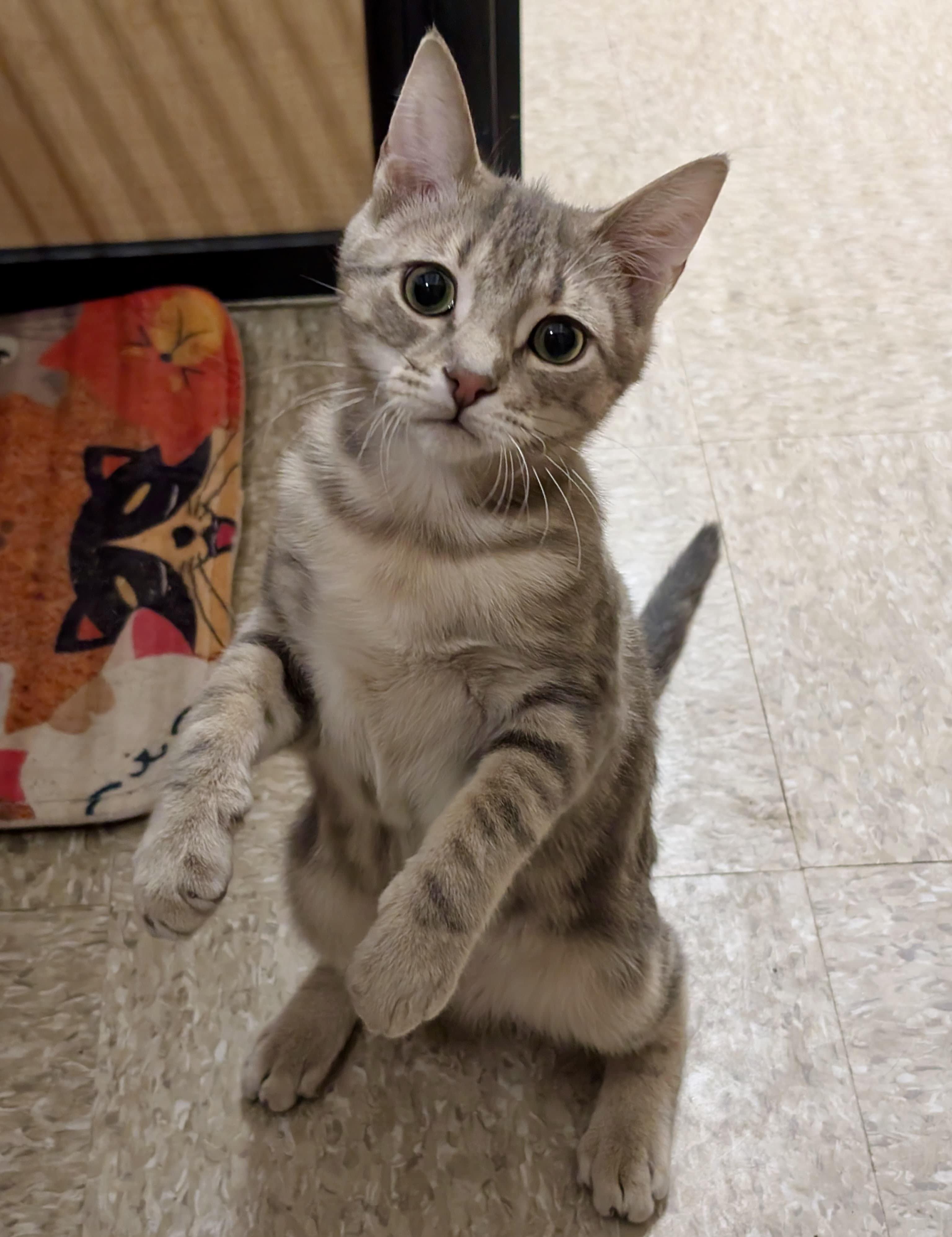 Enlarge Evie, an adopted mixed breed in Brampton, ON image 4/6