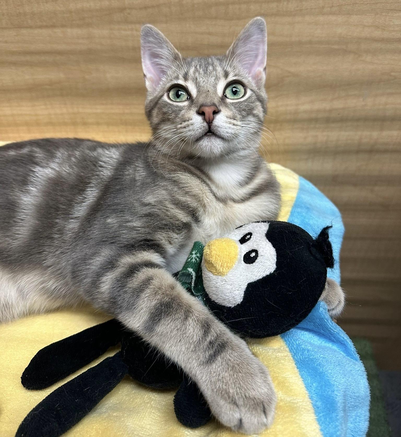 Enlarge Evie, an adopted mixed breed in Brampton, ON image 1/6