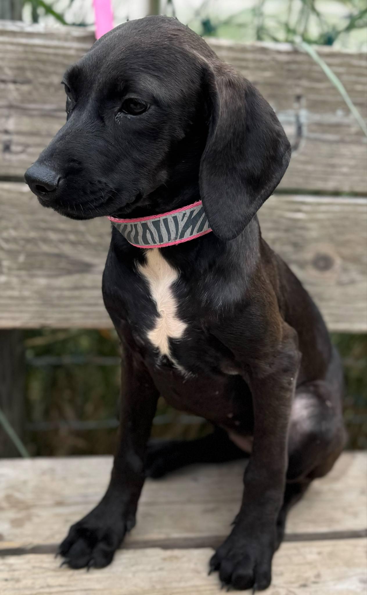 Pearl, Adoptable, Puppy Female Weimaraner & Labradoodle.