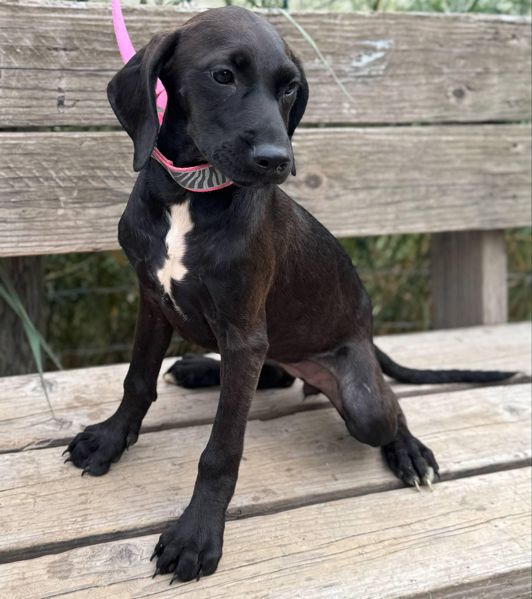 Pearl, a Adoptable mixed breed in Parsippany, NJ image 2/4