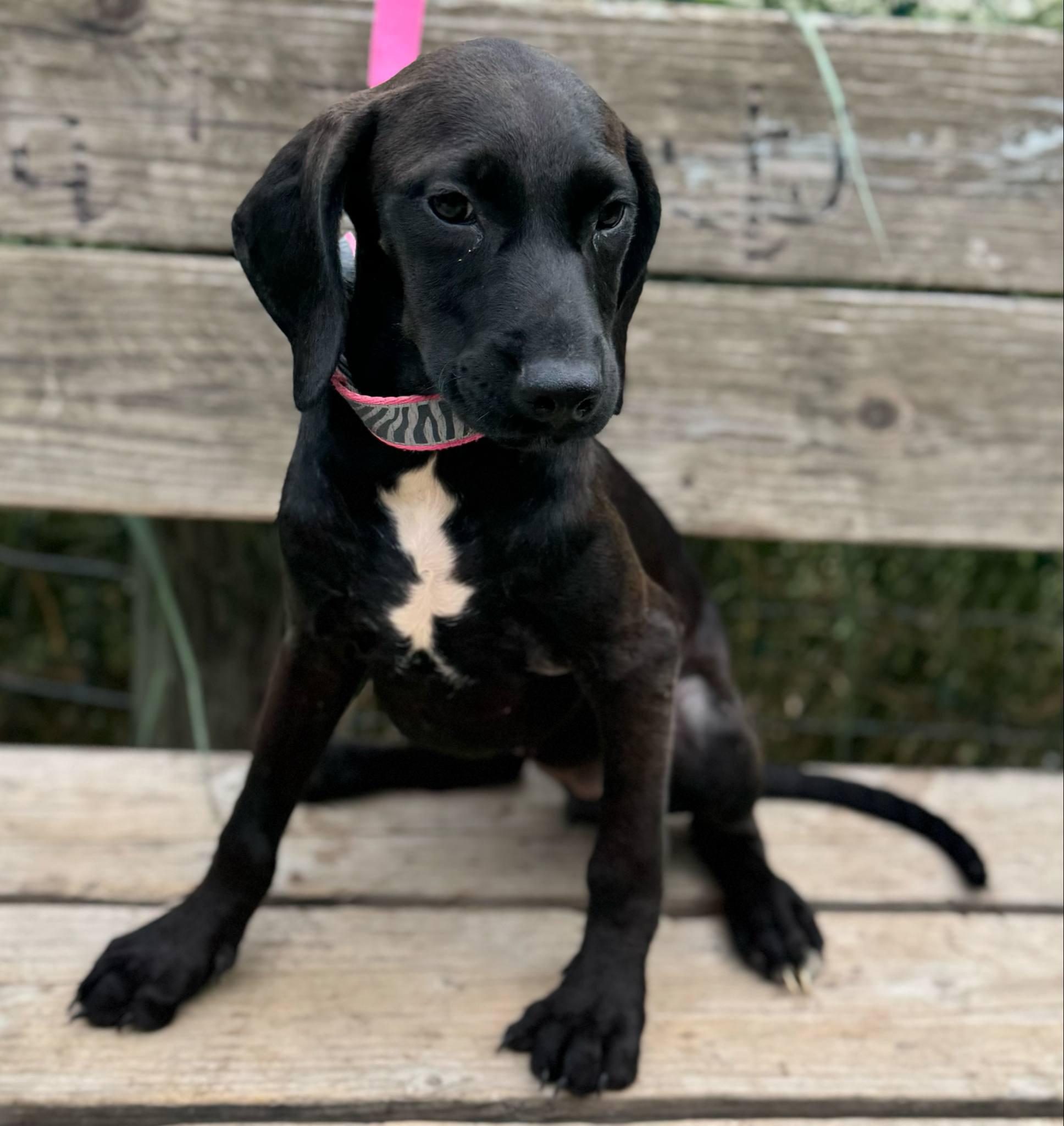 Pearl, a Adoptable mixed breed in Parsippany, NJ image 3/4