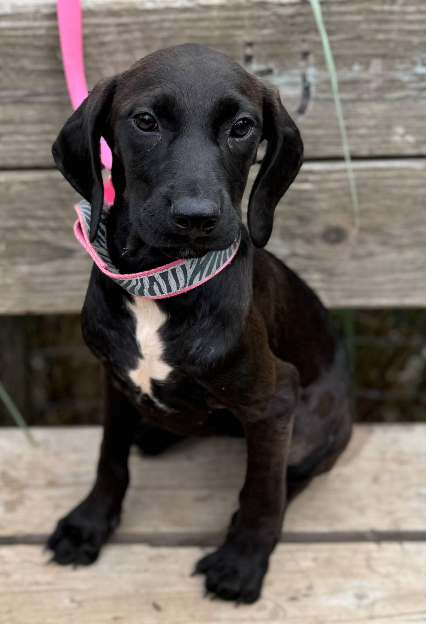 Pearl, a Adoptable mixed breed in Parsippany, NJ image 4/4