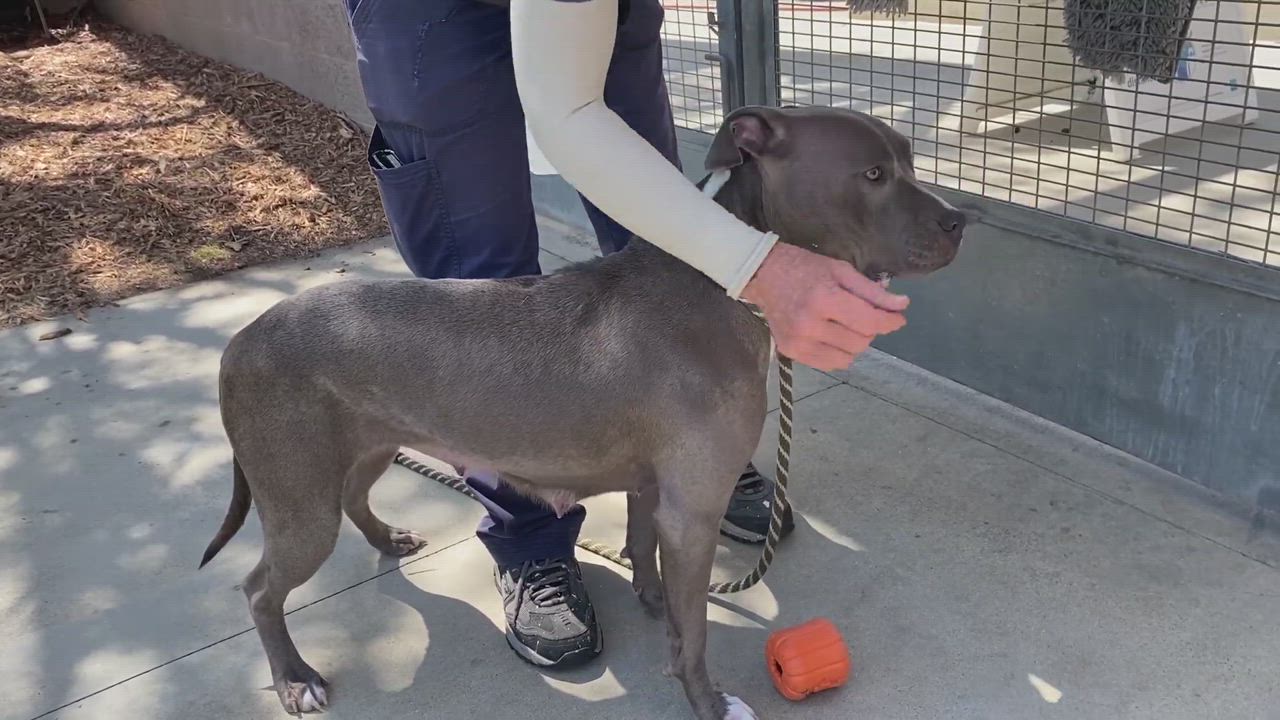 Enlarge Dixie, a Adopted mixed breed in Torrance, CA video 6/11